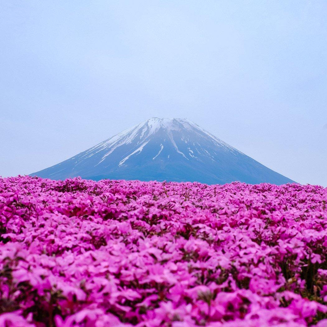 富士芝桜まつり, 芝桜, 自然, 美しい景色