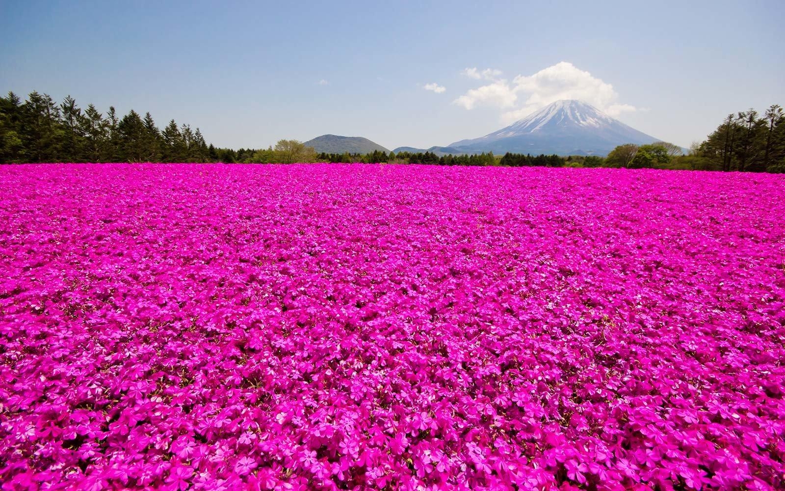 富士芝桜まつり, 現実的に見えない, 日本の花祭り, 旅行