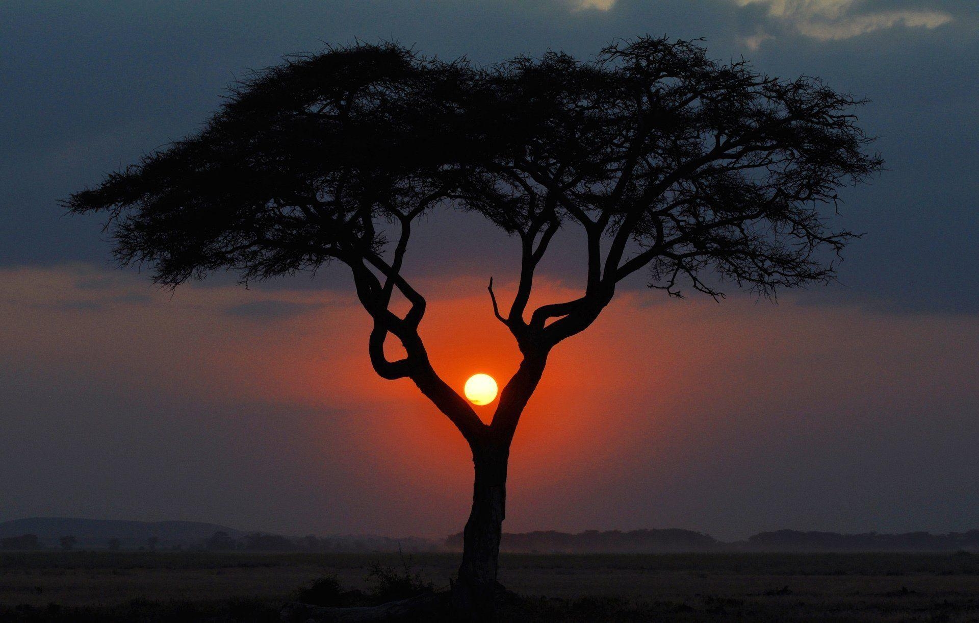 アフリカ夜景, 木, ケニアの夕日, サバンナ