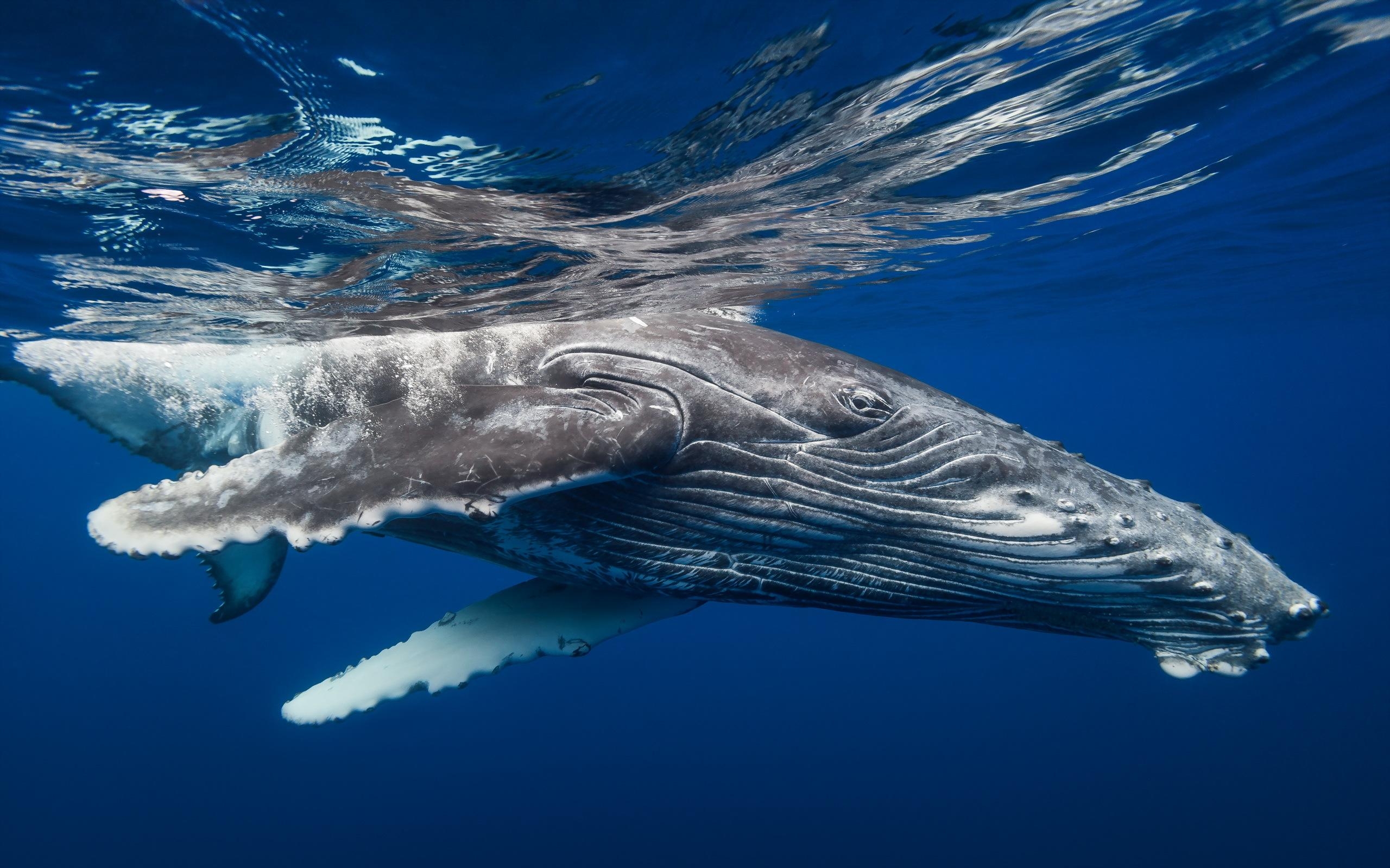 ザトウクジラ, HD壁紙, 背景画像, 1600x900