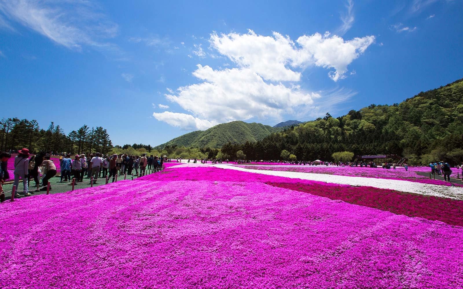 富士芝桜まつり、日本、花まつり、旅行