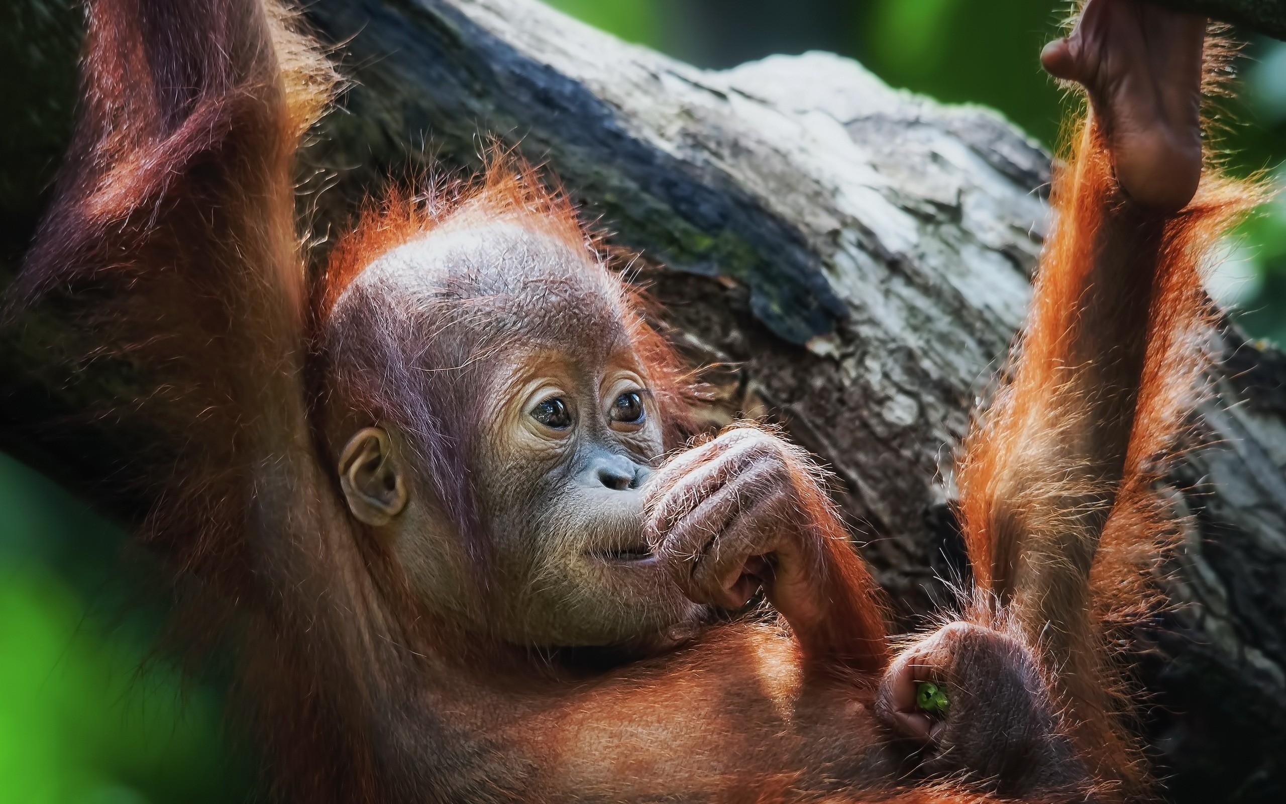 オランウータン, HD壁紙, 動物背景, 野生の美