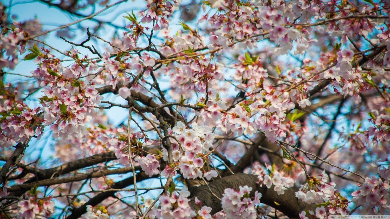 桜 ソウル, HD壁紙, ワイドスクリーン, 旅行風景