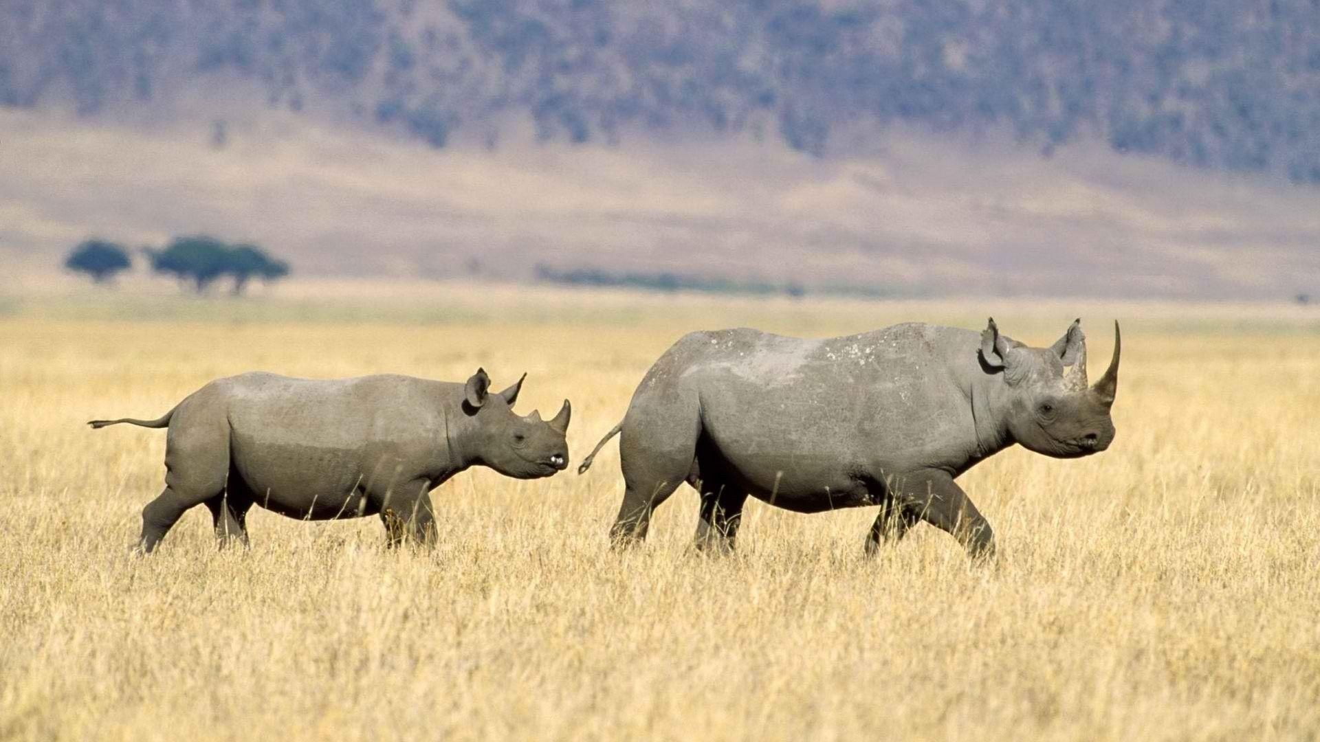 サイ壁紙, 赤ちゃんサイ, 面白い写真, 野生動物