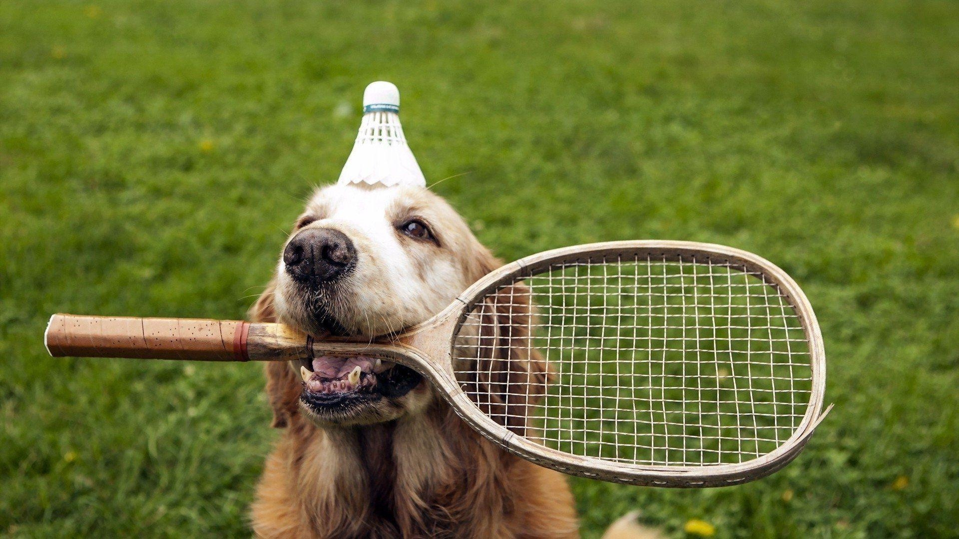 バドミントン 犬 壁紙, ユニークデザイン, スポーツとペット, おもしろ画像