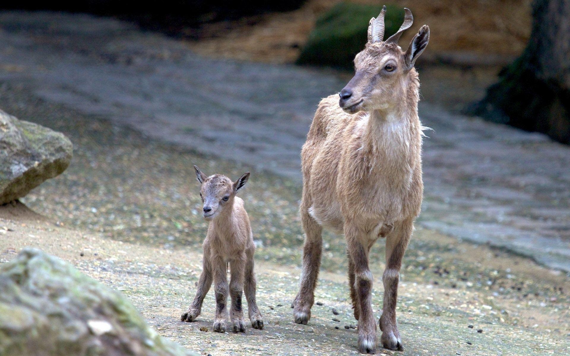 かわいいヤギ、壁紙、画像、動物