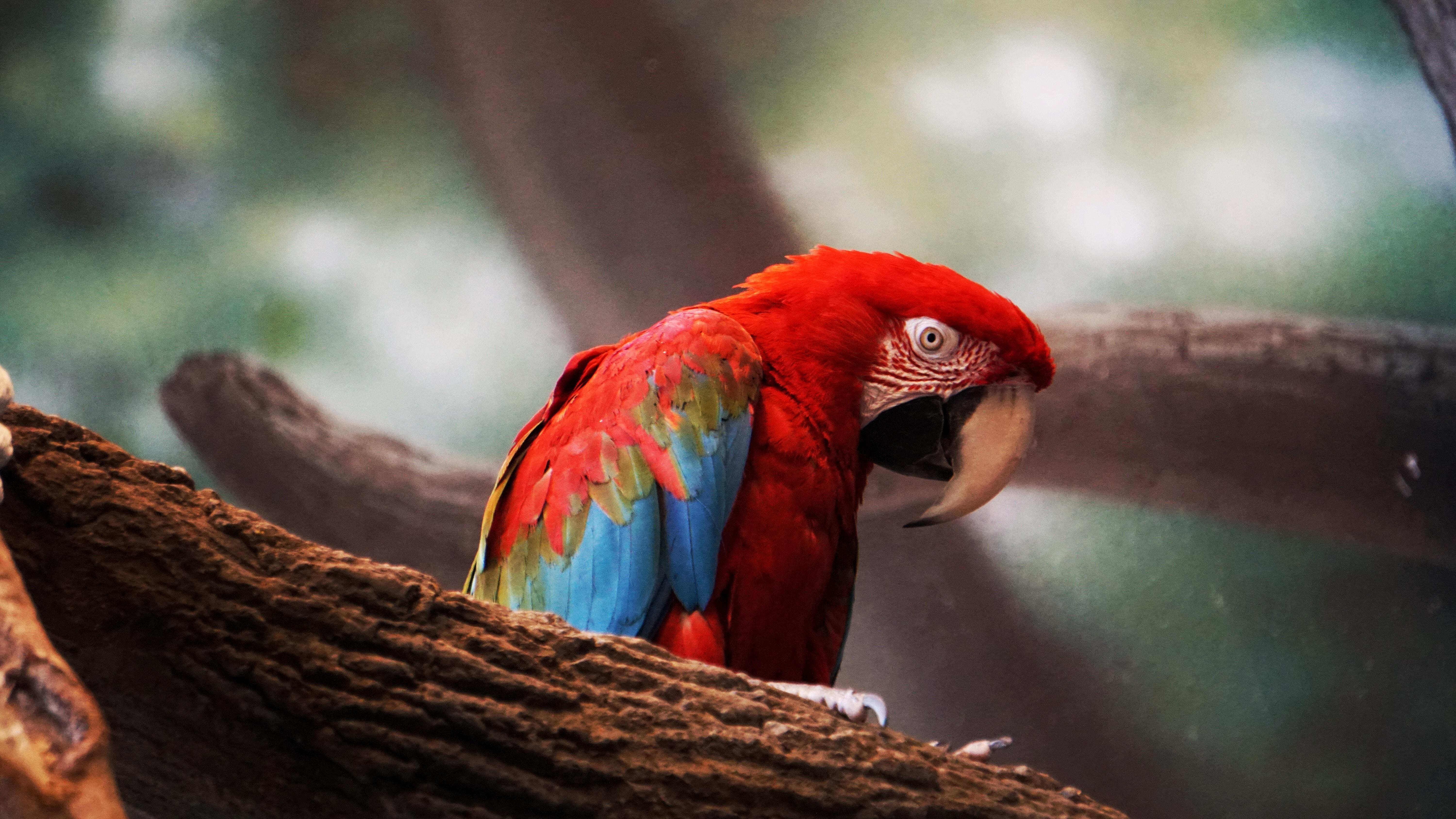 マコウインコ, HD鳥, 4K壁紙, クローズアップ