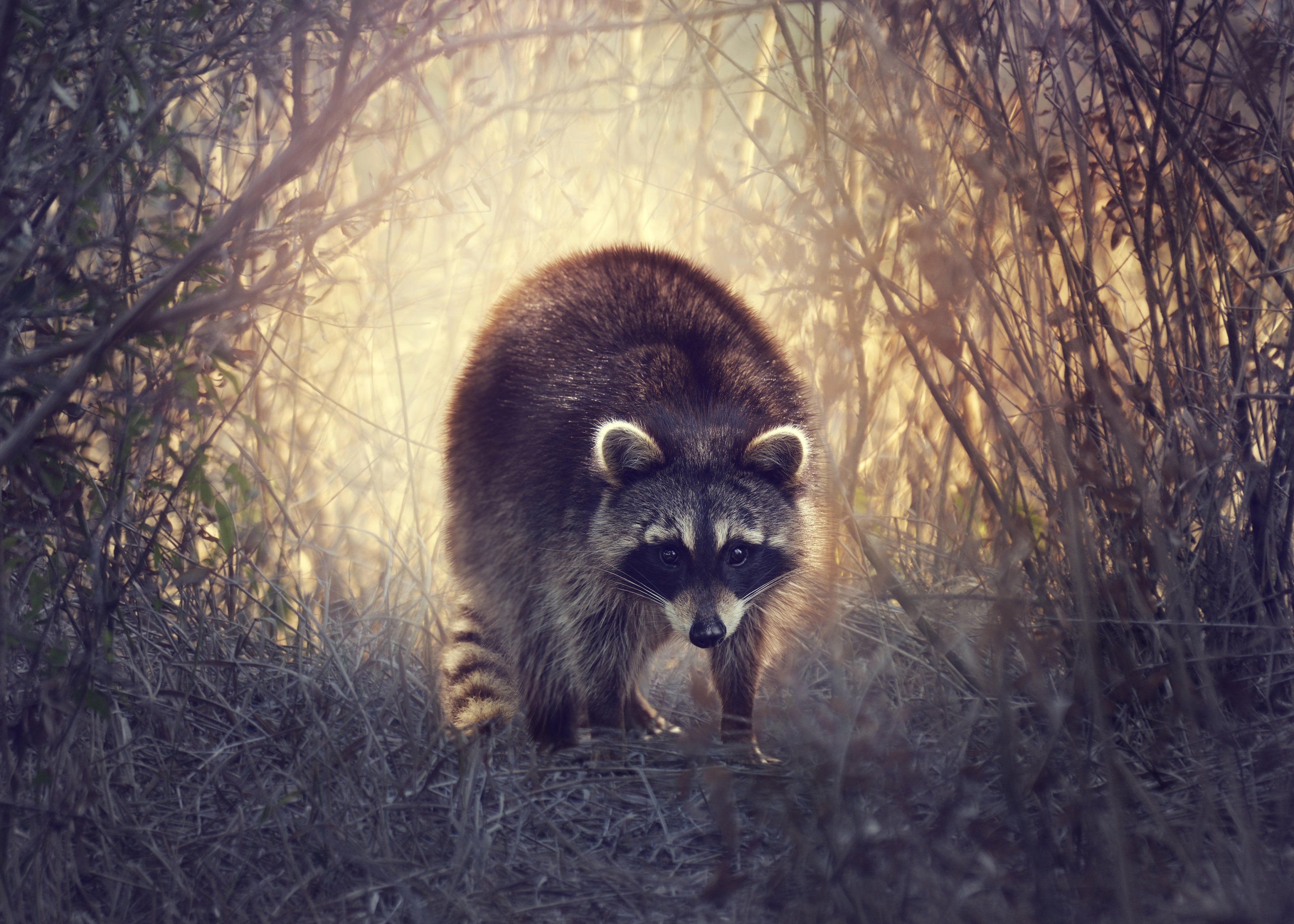 アライグマHD壁紙, 高解像度, 動物, プレミアム