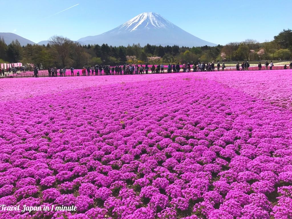 富士芝桜まつり, 2017, 素晴らしい写真スポット, 日本旅行