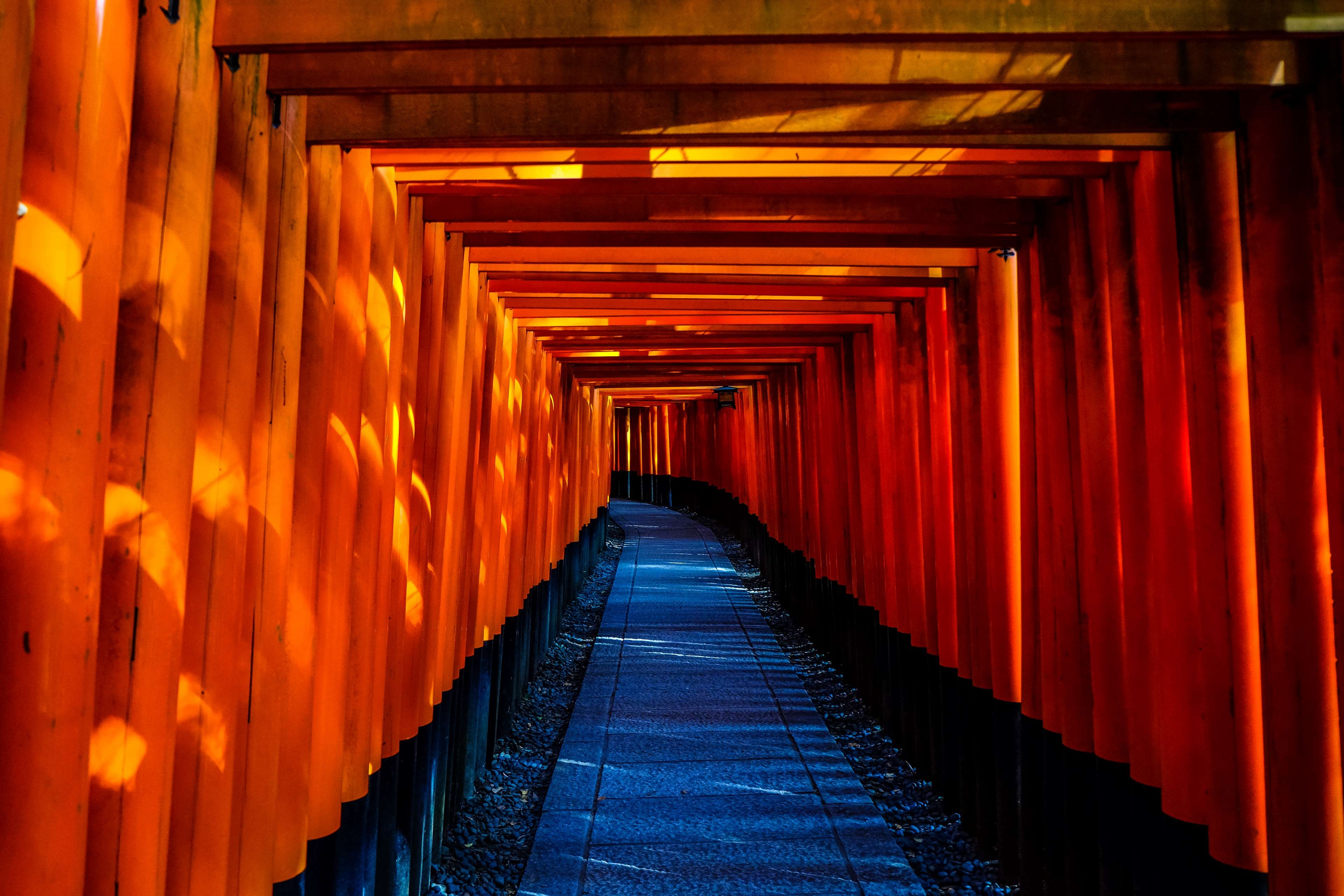 伏見稲荷, 日本寺院, 鳥居, 4K背景