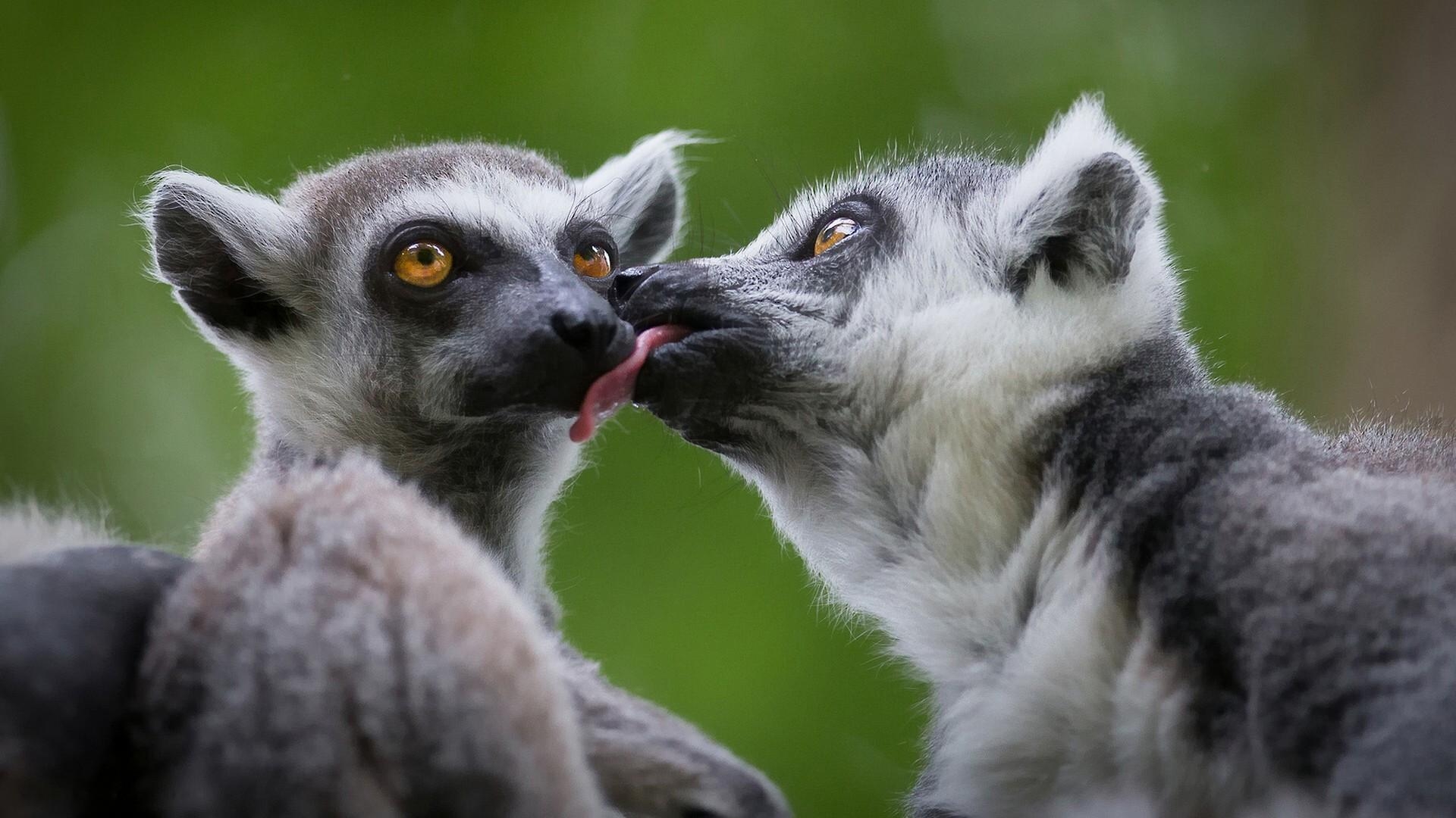 可愛いキツネザル, キス, 壁紙スタジオ10, 動物壁紙