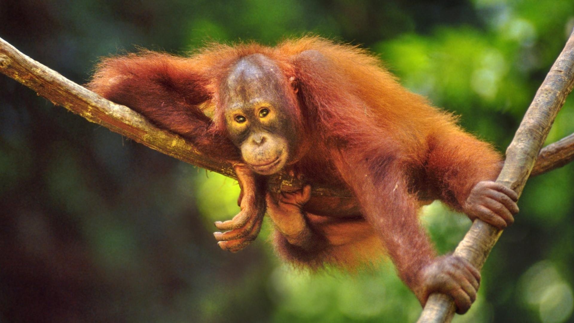 オランウータン, 茶色, 四季動物, 野生の風景