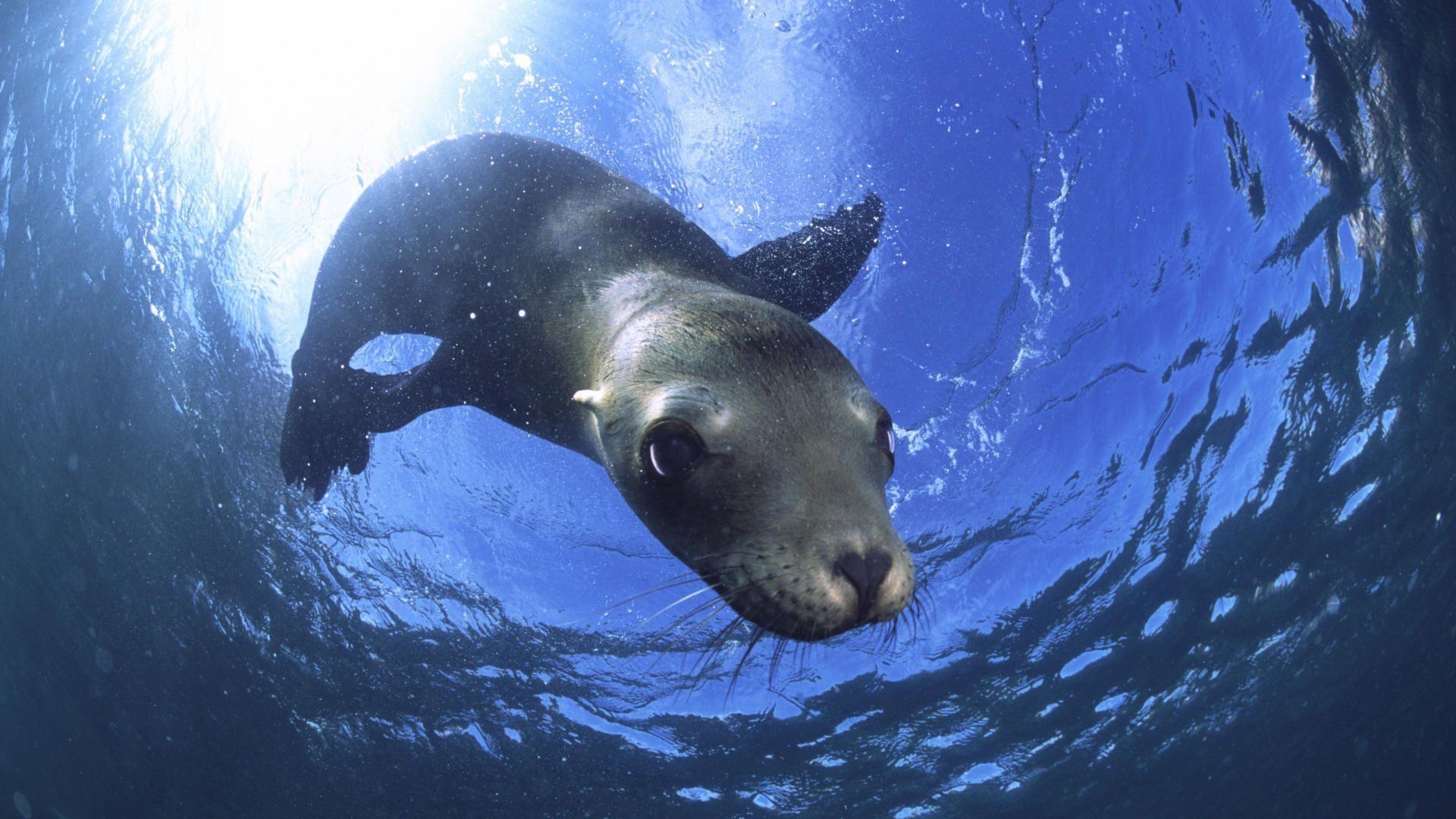 海獅子, バハ・カリフォルニア, メキシコ, 動物写真