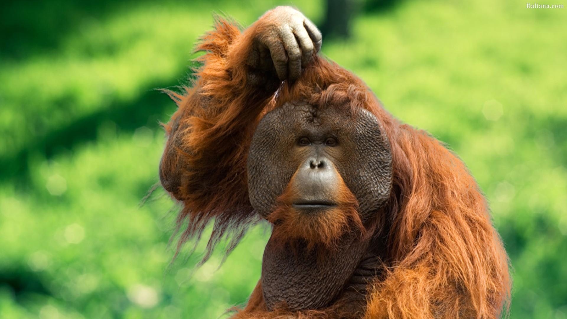 オランウータン, 壁紙, 動物背景, オランウータン画像