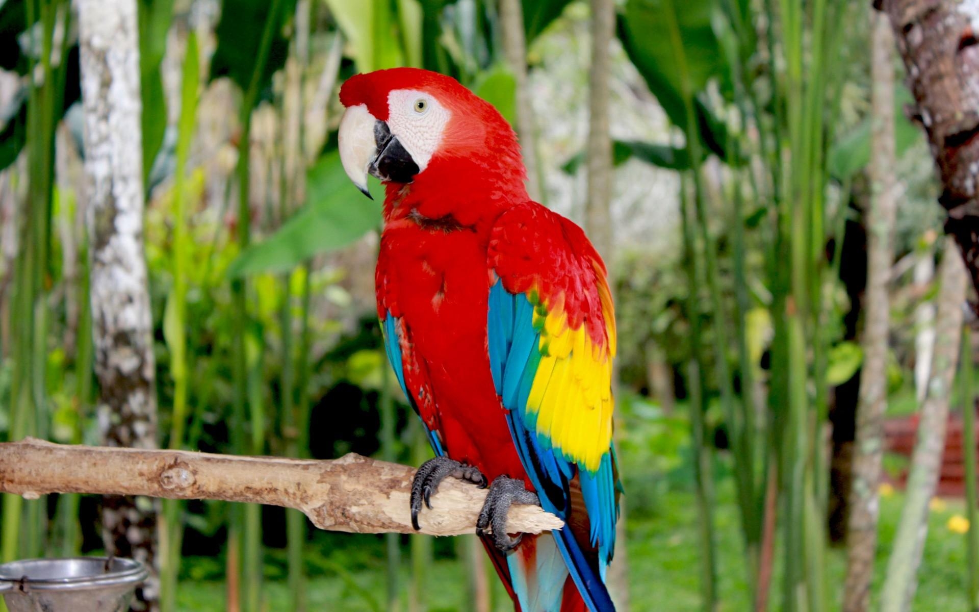 コンゴウインコ, 壁紙, 鮮やかさ, 高精細