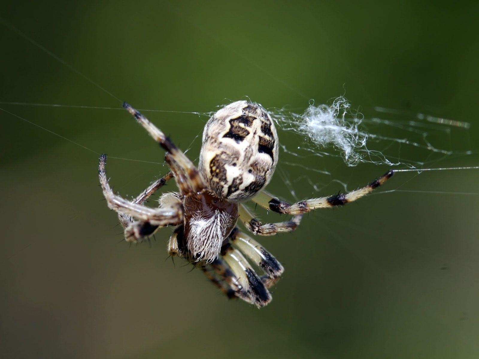 スパイダー, 壁紙, 動物, 自然