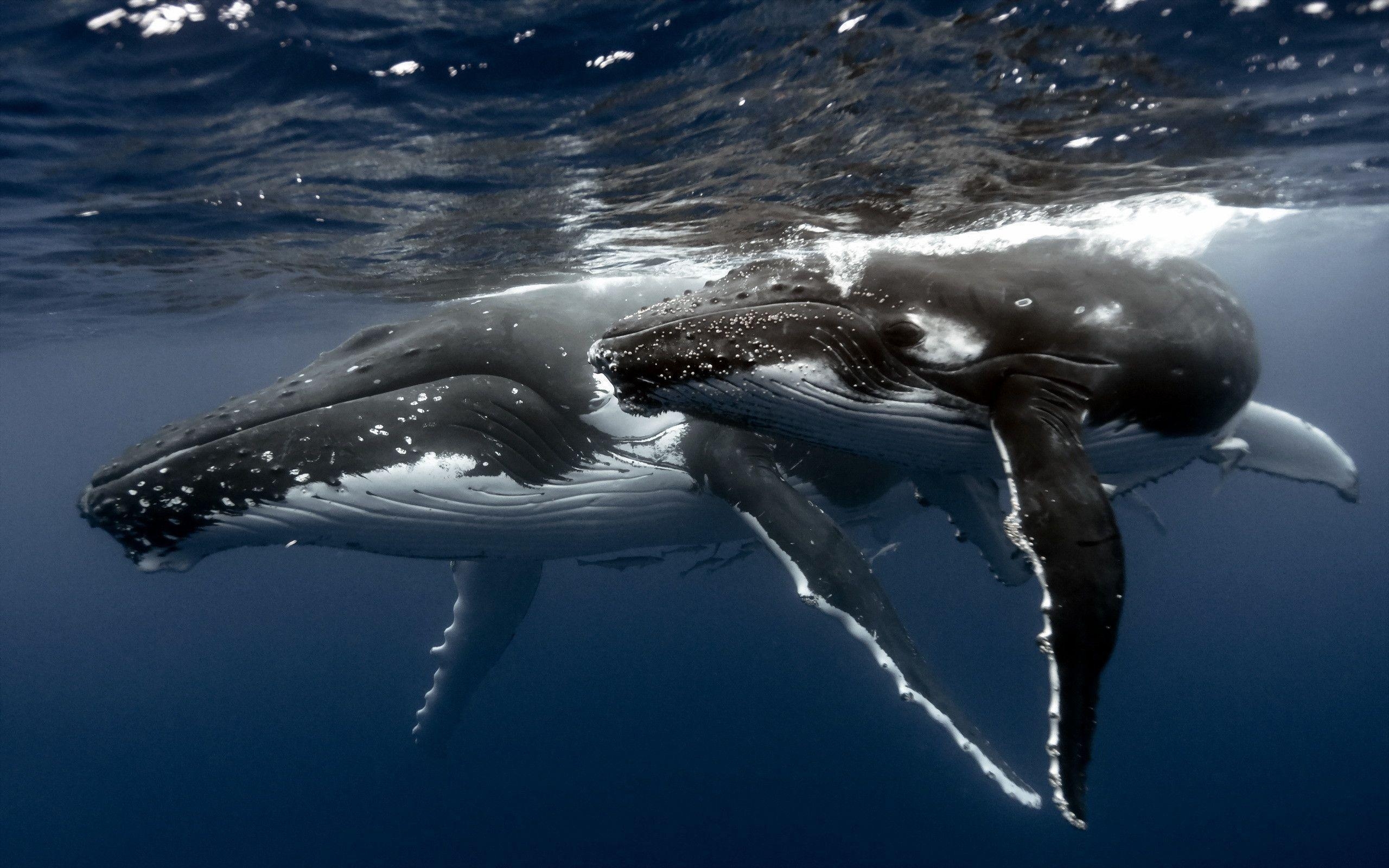 青いクジラ, 壁紙, 動物, 自然, 海洋