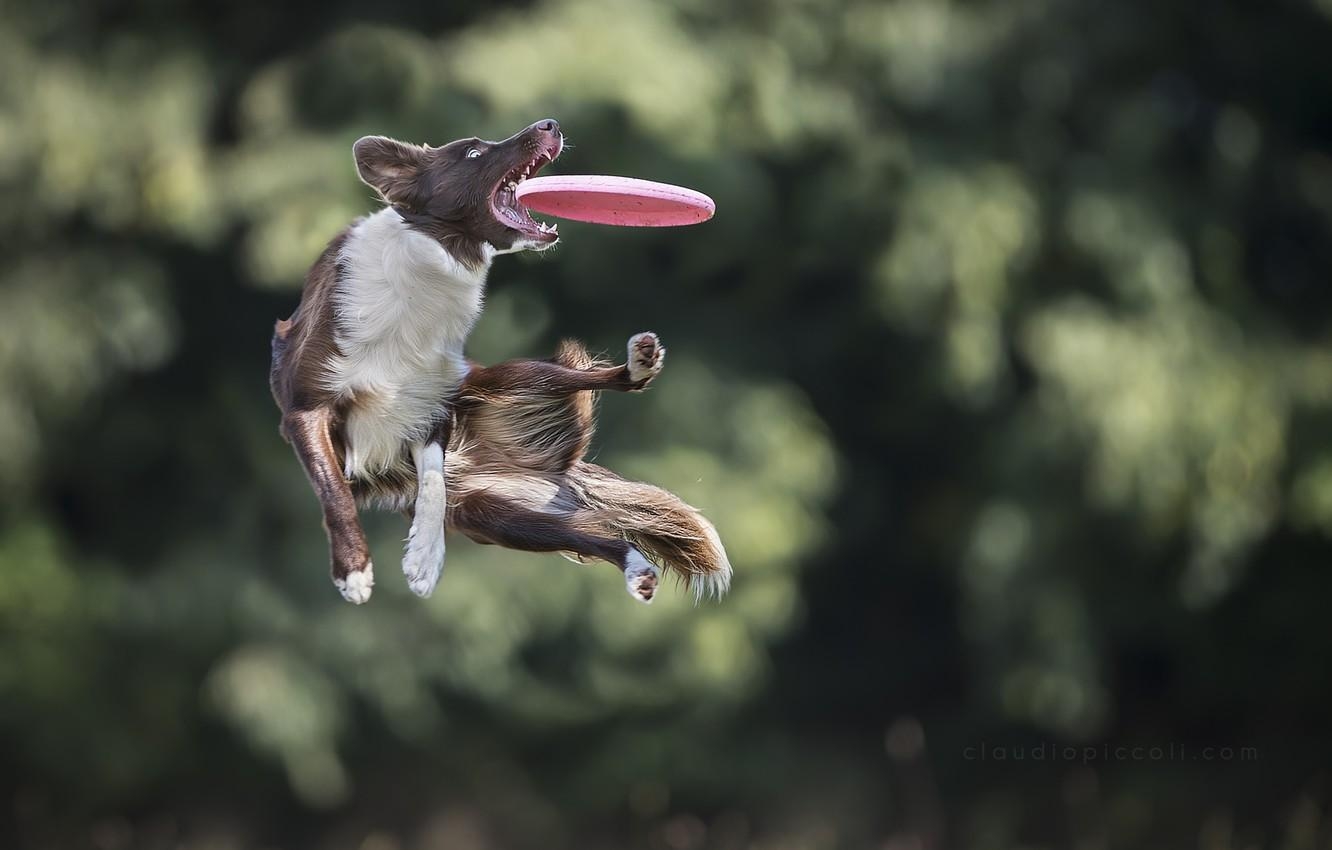 フリスビー, 犬ジャンプ, ボーダーコリー, ディスクキャッチ