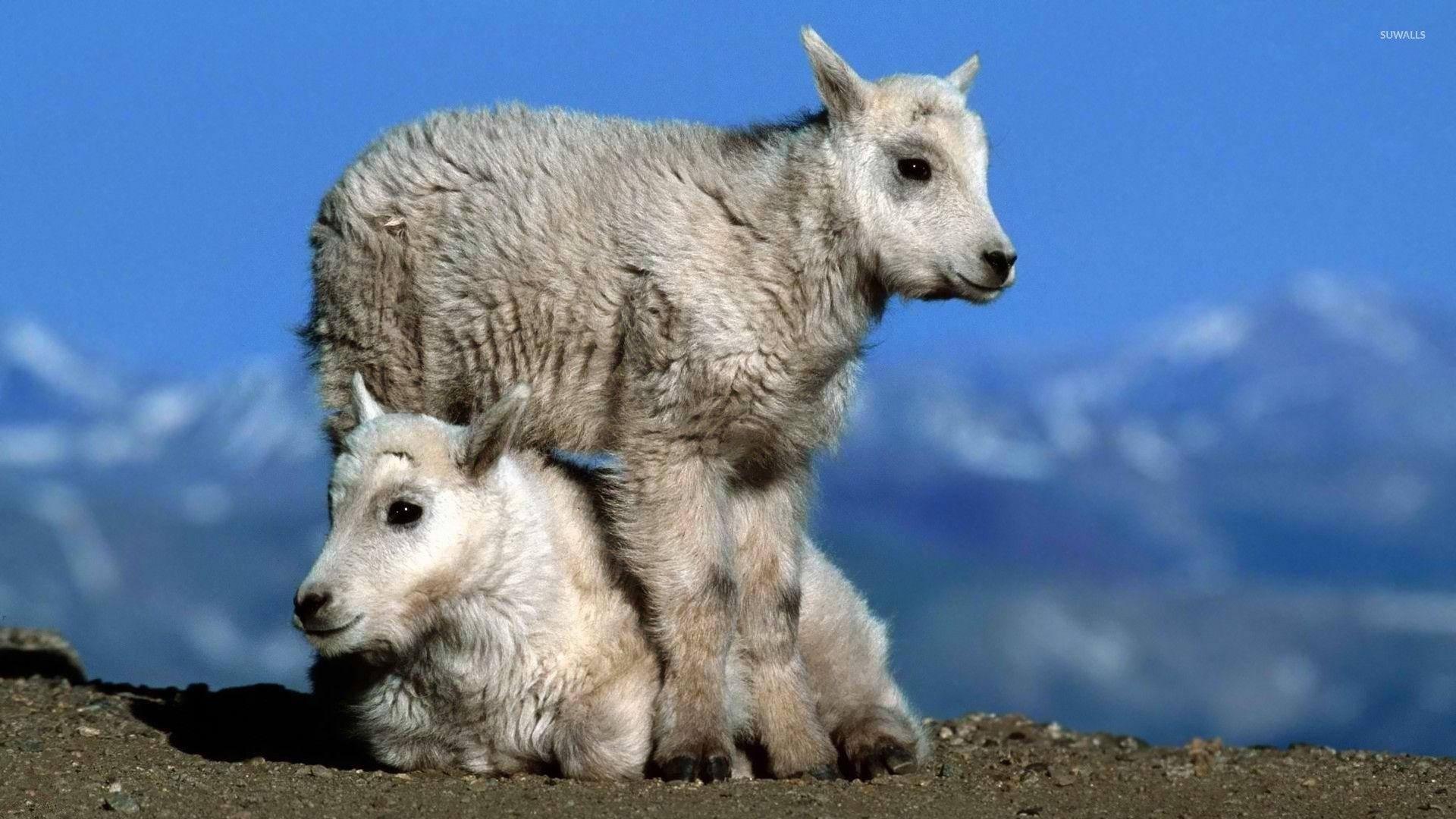 ヤギ壁紙, HD背景, 動物, 高品質画像