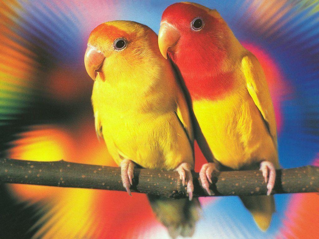 ラブバード, 動物, Love Birds, HD壁紙, 鳥の画像