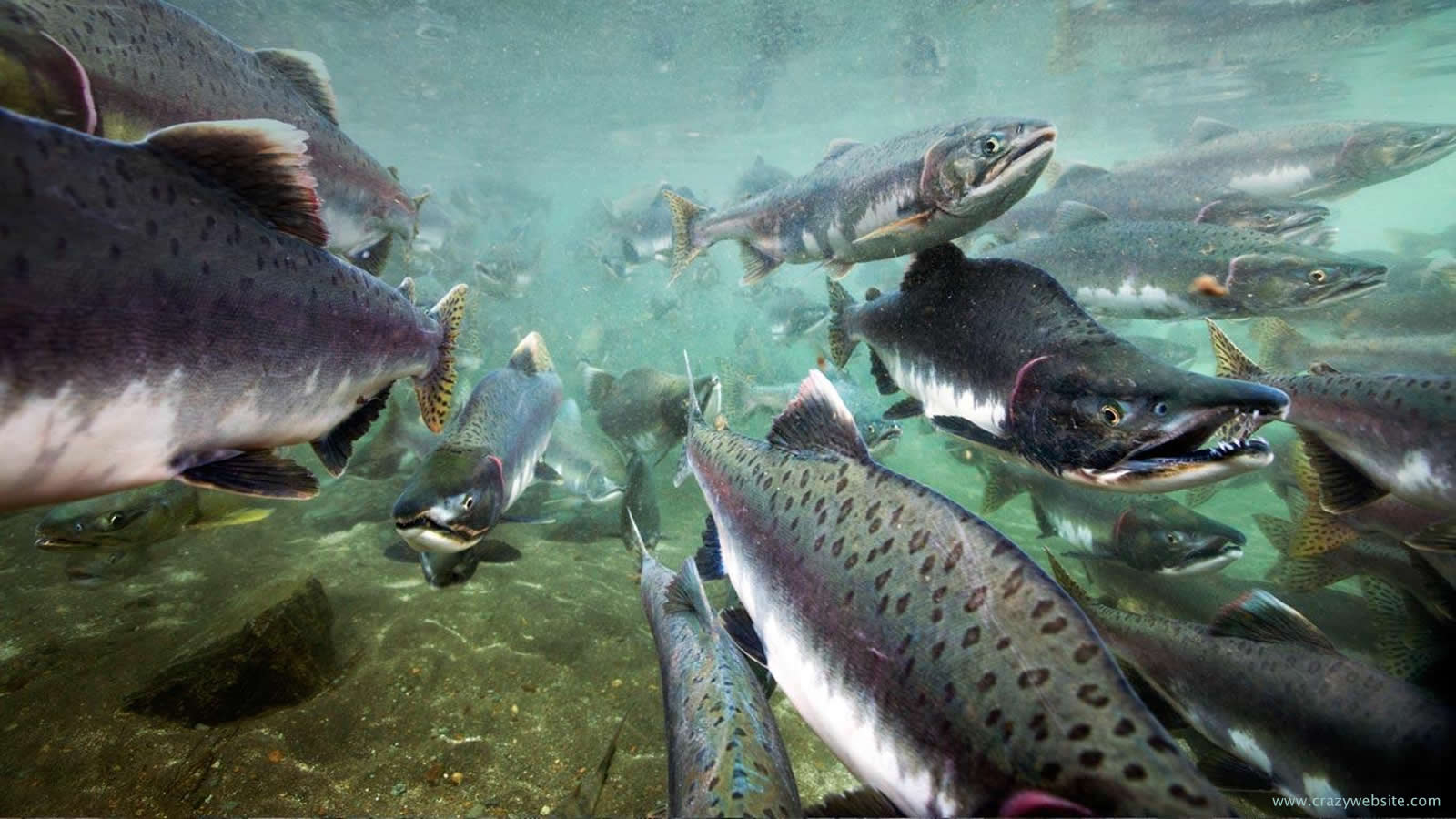 サケ、釣り、壁紙、水面