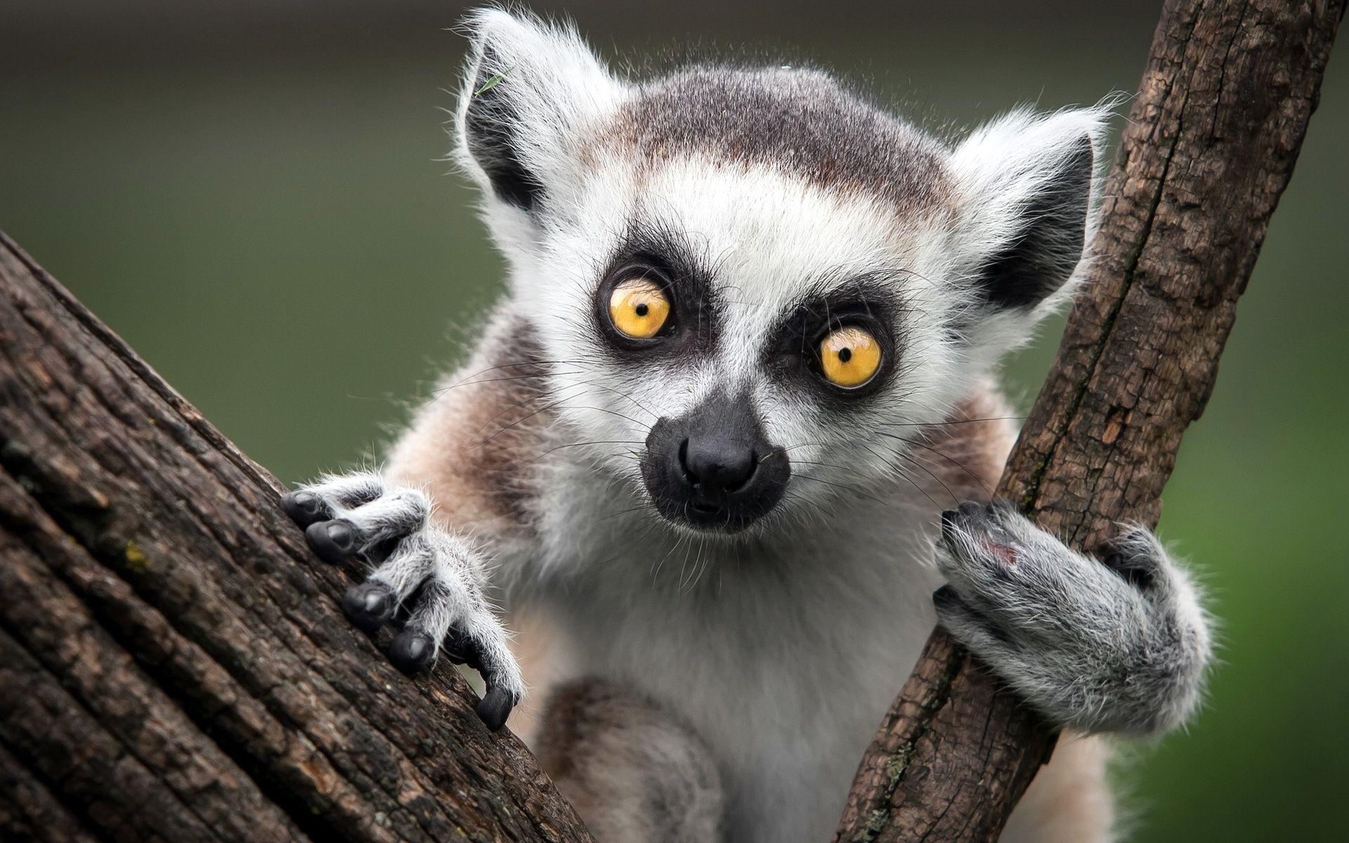 キツネザル 動物, lemur 無料壁紙, 1920x1200, 自然