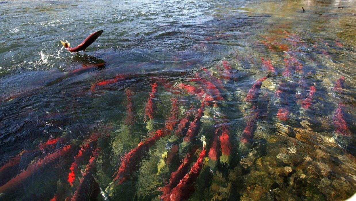 サーモン魚, 川, 秋, g壁紙