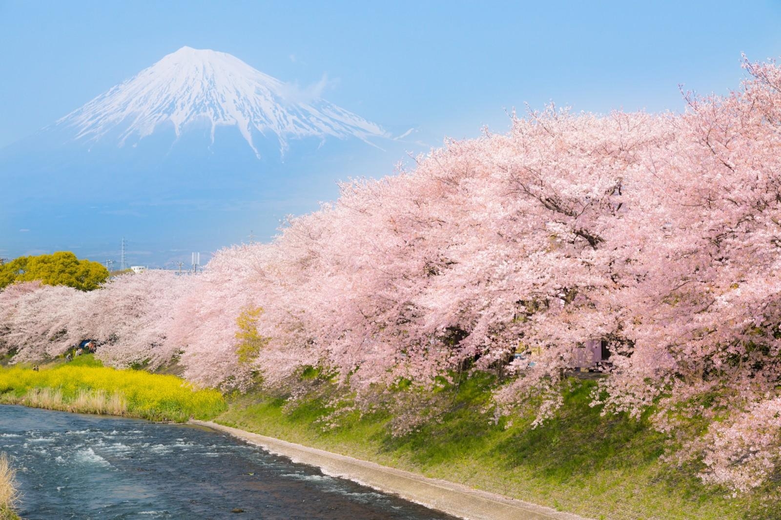 富士芝桜まつり, 富士山, ベストスポット, 2019年