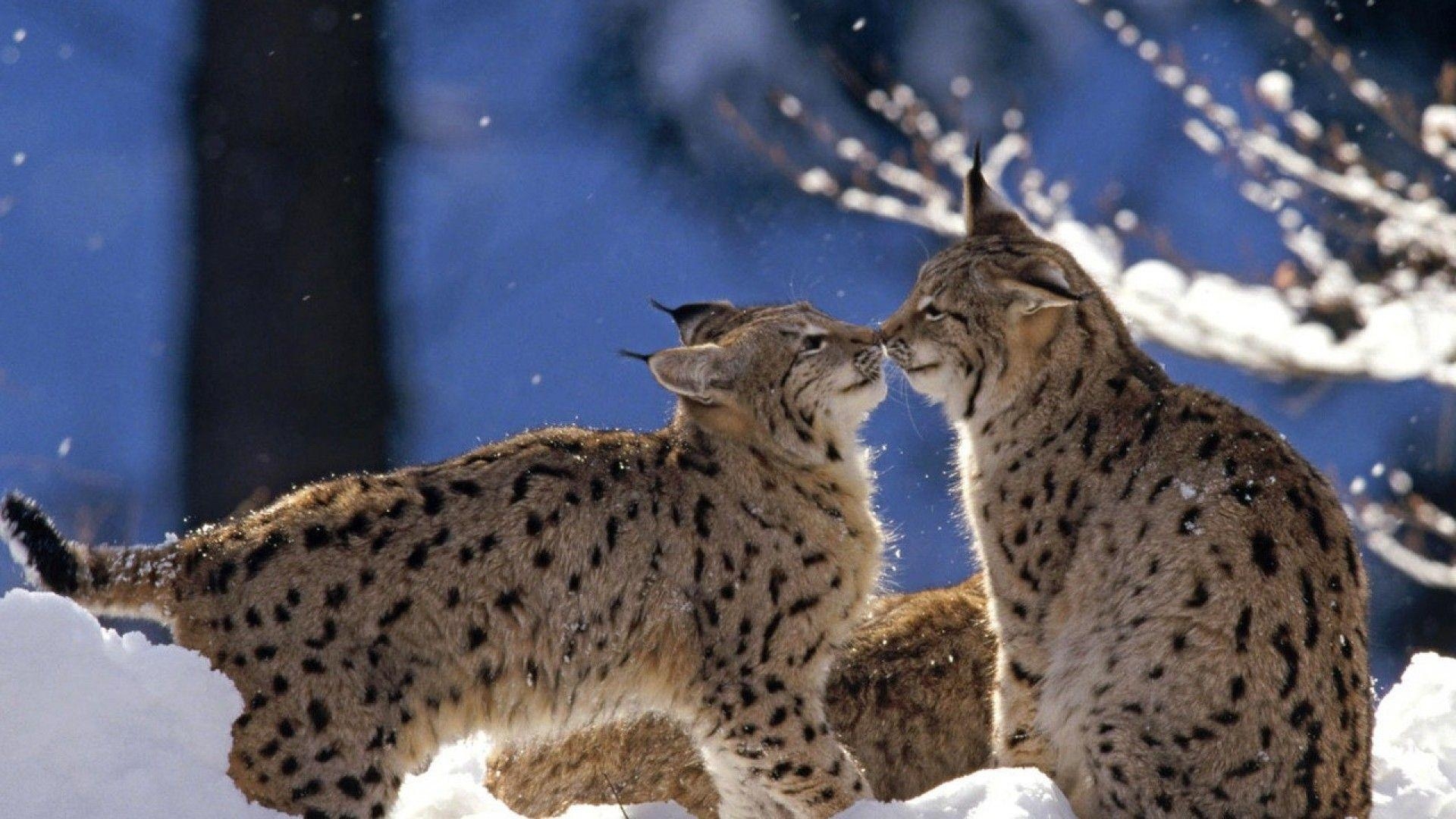 ボブキャッツ, 雪, ネコ科, 野生動物, 冬