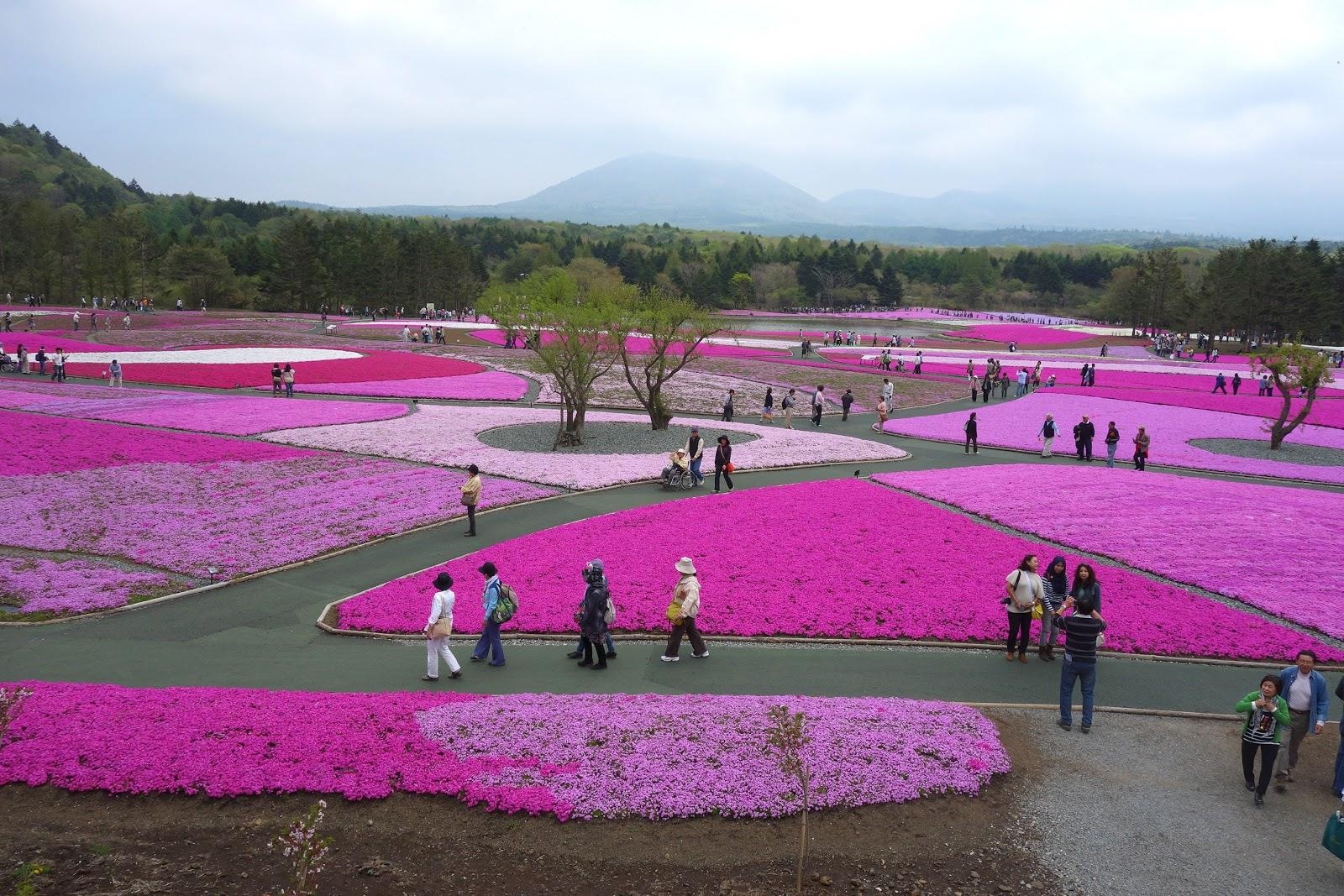 富士芝桜まつり, エヴァコミックス, 富士山, フェスティバル