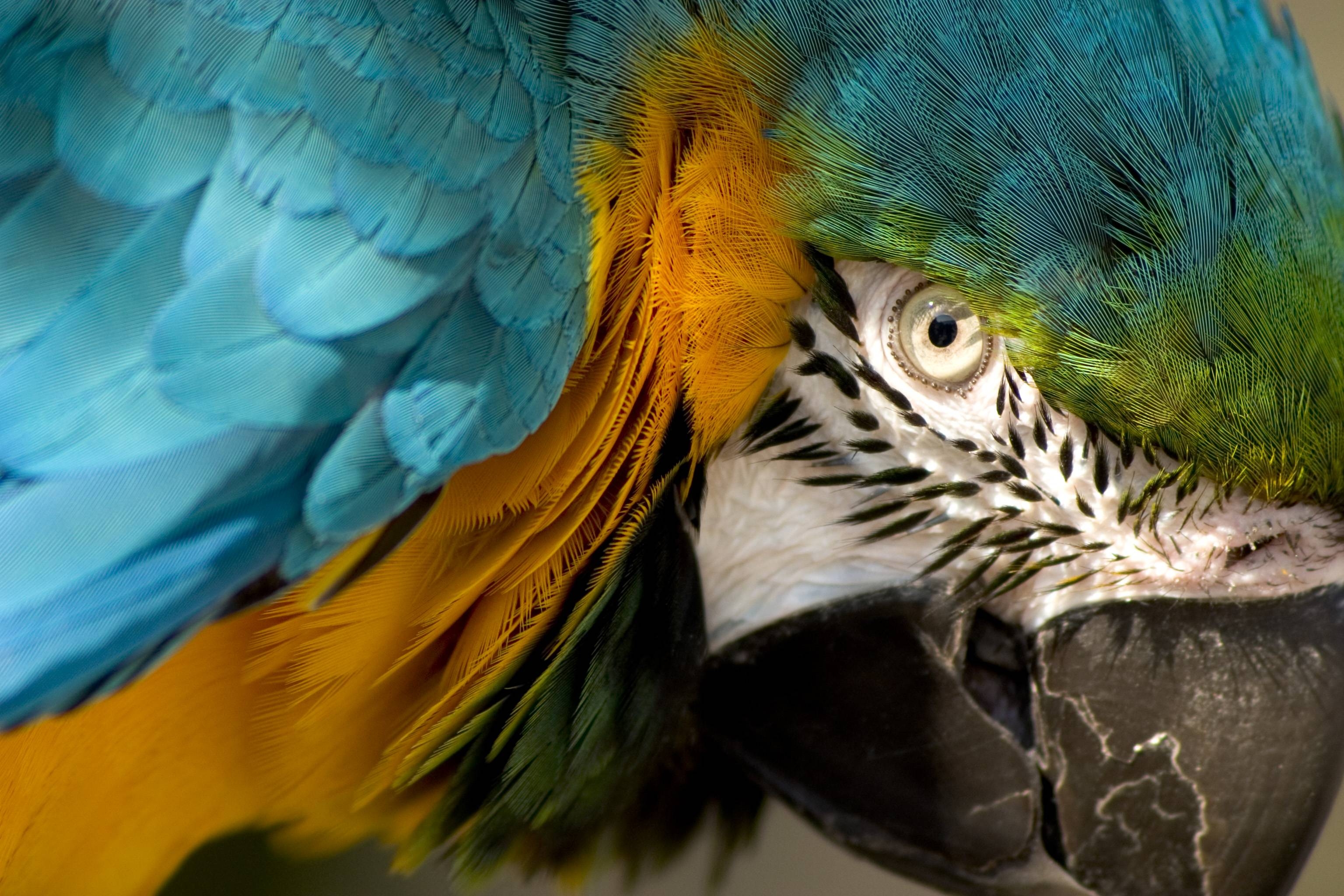 マコウの目, 壁紙, 鮮やか, コンゴウインコ