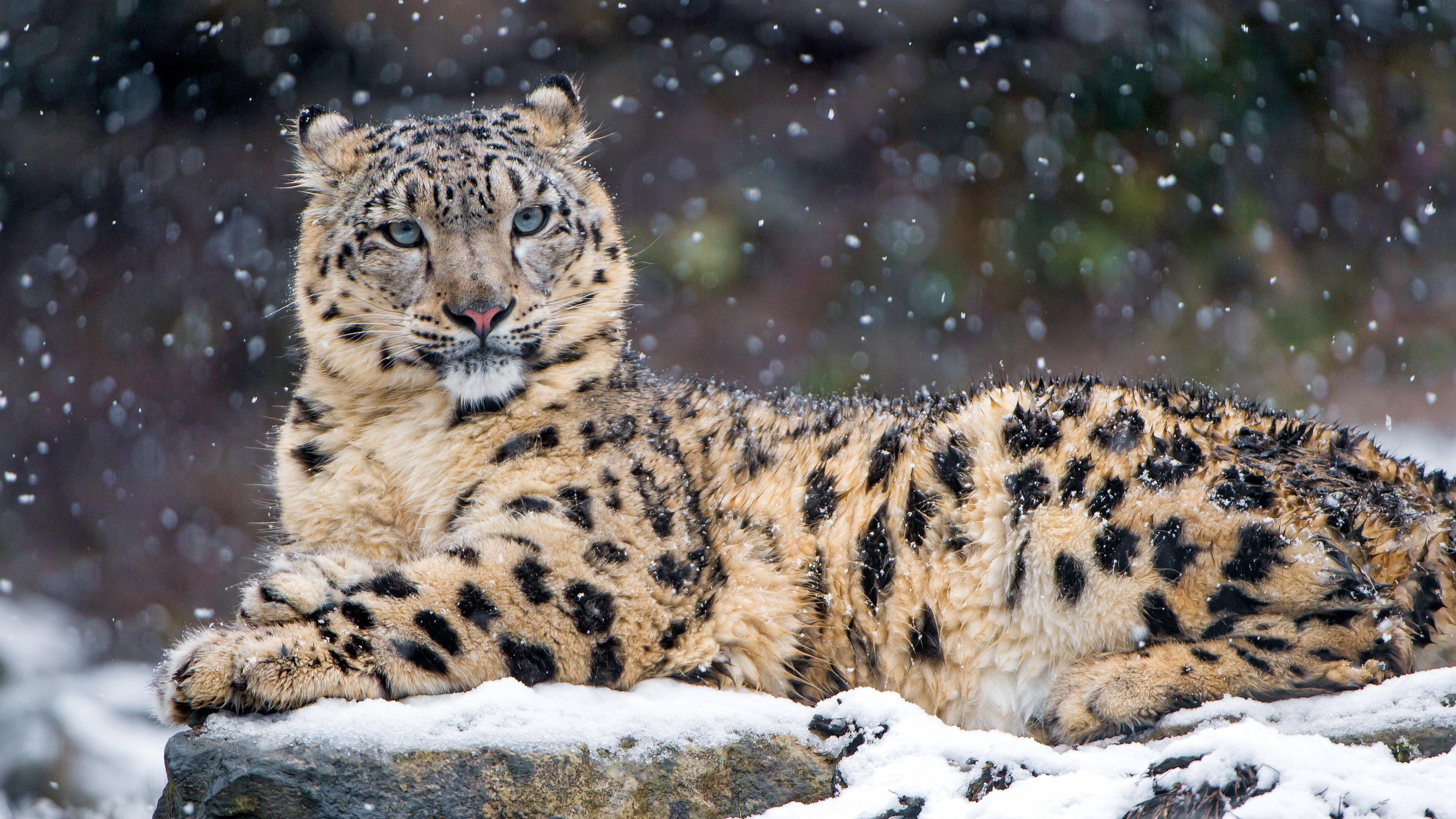 動物壁紙, 雪ヒョウ, レオパード, 美しい