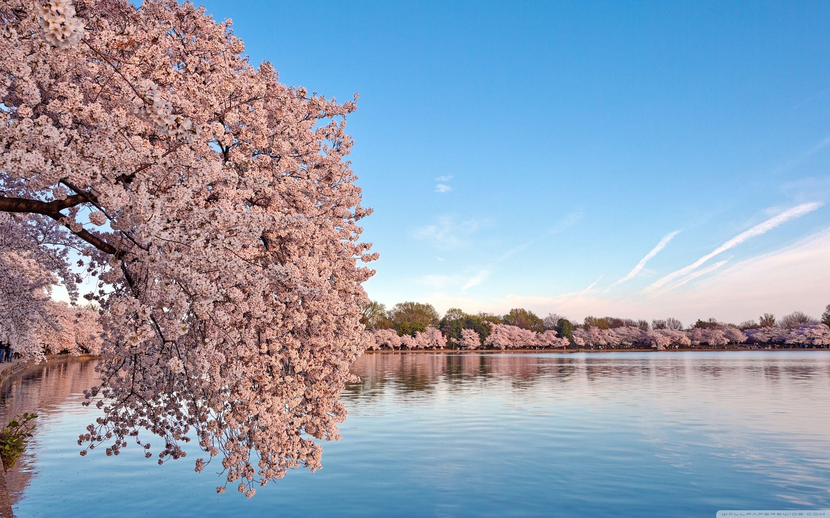 ワシントンD.C., 桜, HDデスクトップ, ワイドスクリーン