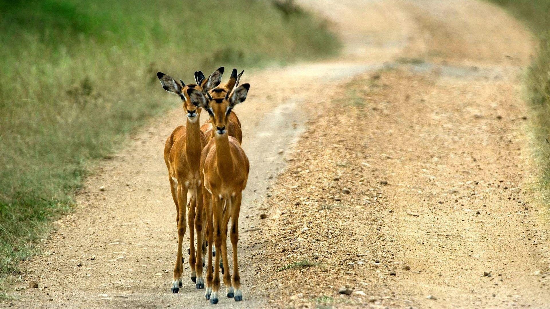 インパラ、ウガンダ、動物、HD壁紙