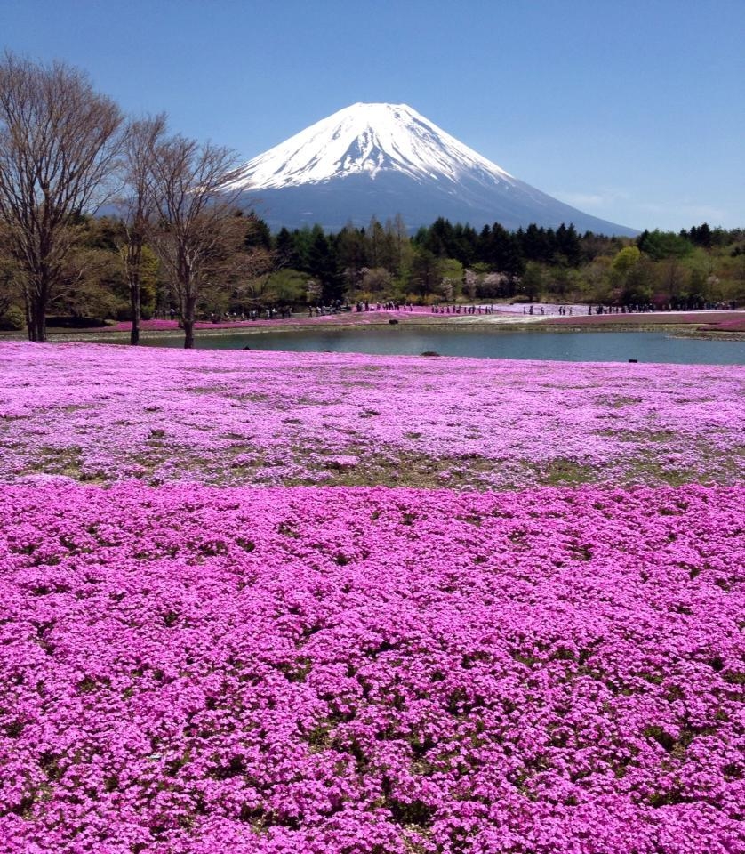 富士芝桜まつり, ピンクフロックス, フェスティバル, 観光