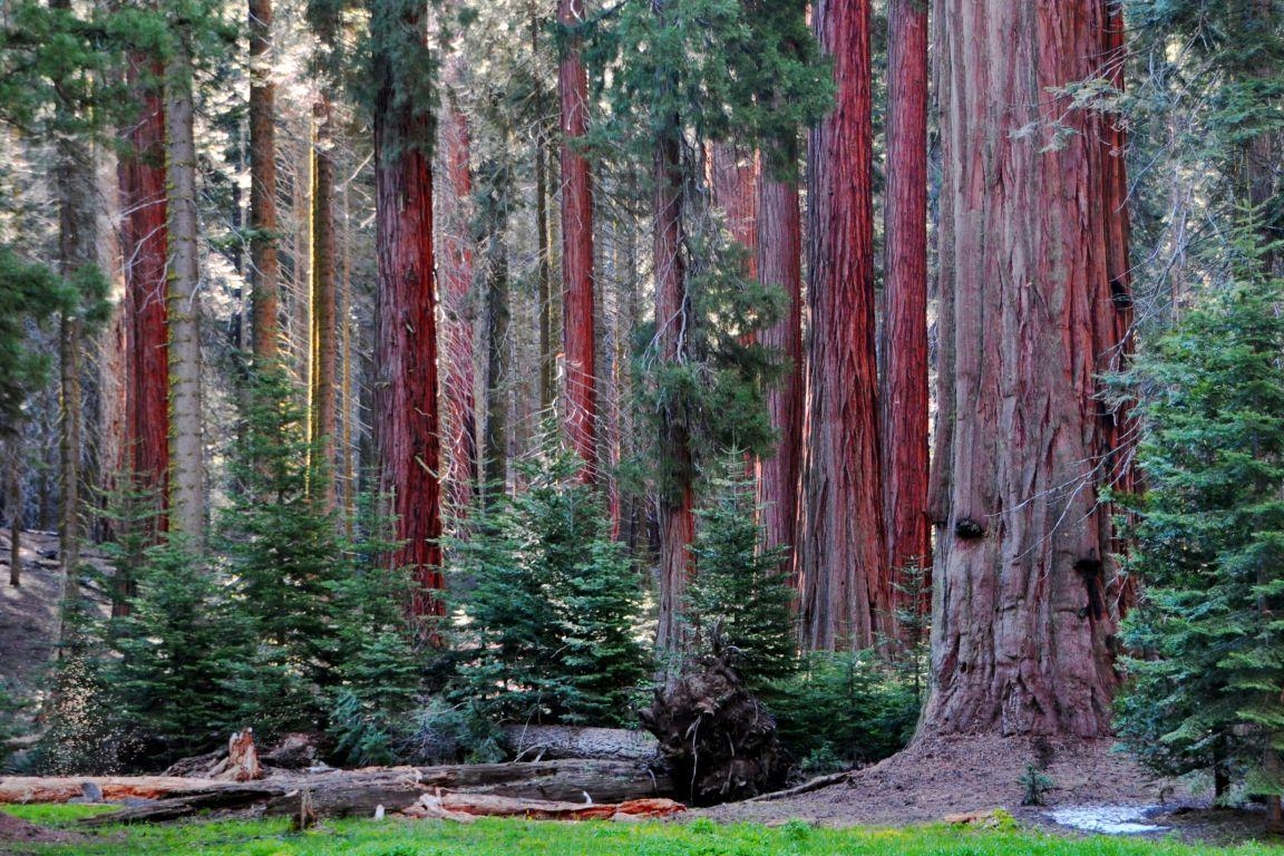 キングスキャニオン国立公園, HD壁紙, カリフォルニア, 自然