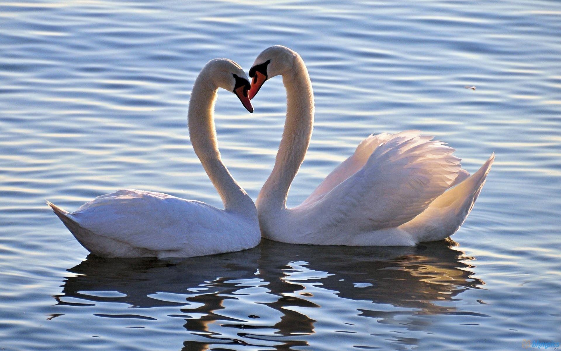 ラブバード, Love Birds, HD壁紙, 画像検索, 彩り
