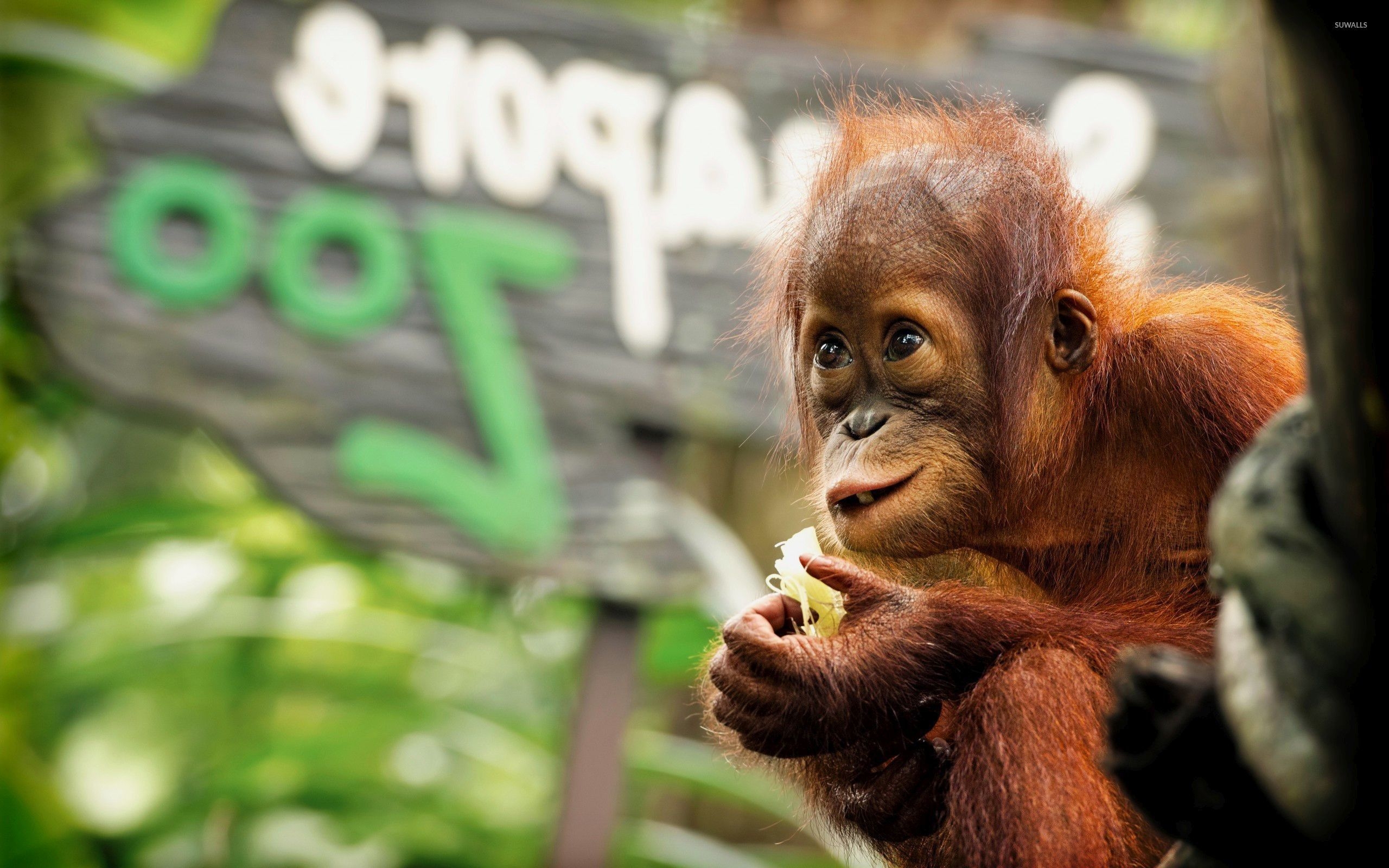 オランウータン, 壁紙, ジャングル, 動物背景