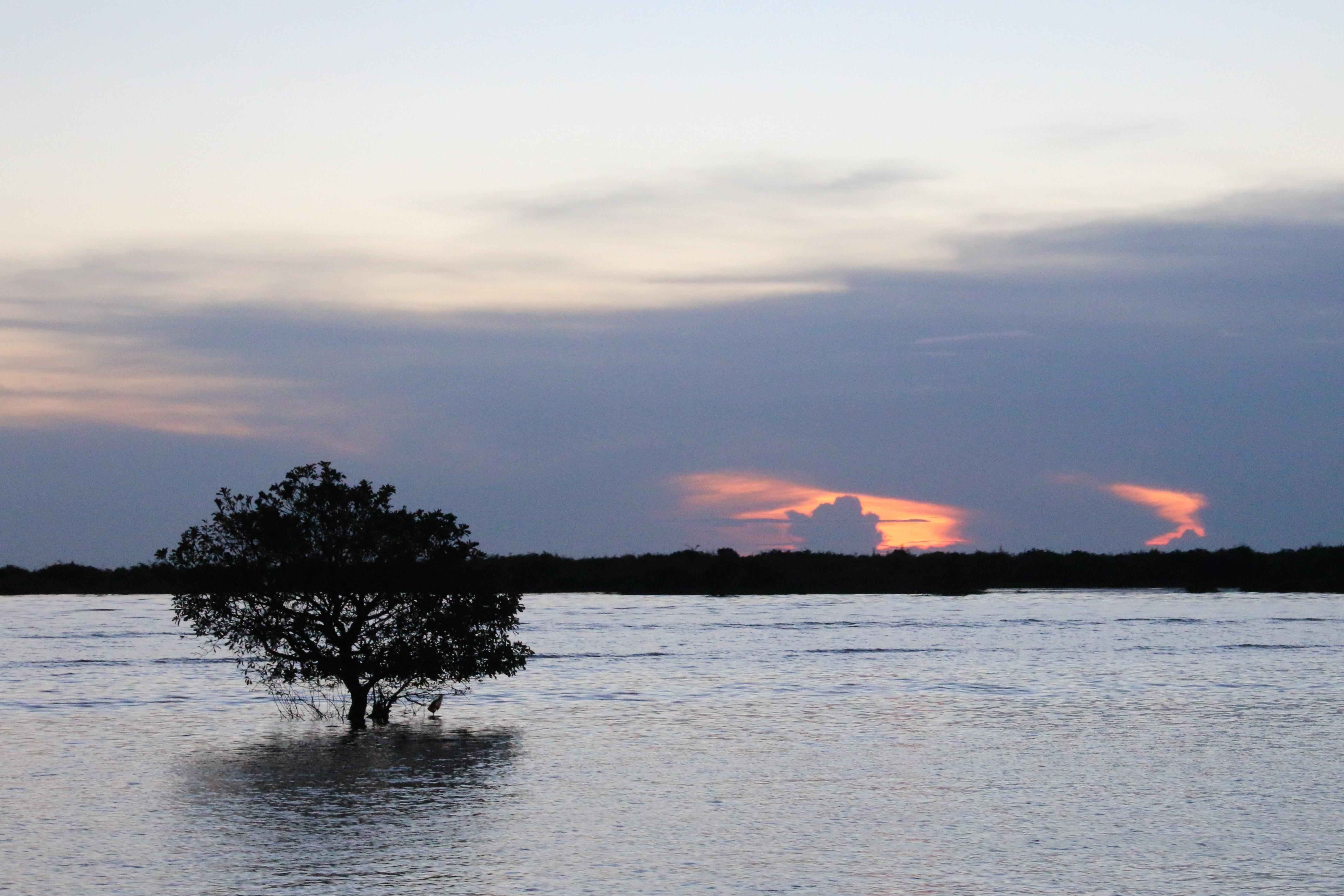 シェムリアップ夕日, 湖, 青い木, HD壁紙