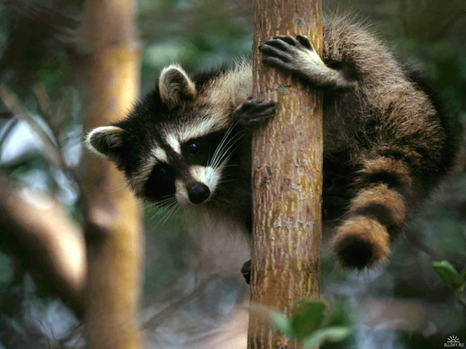 アライグマ野生, 動物, 害獣駆除, 生態系