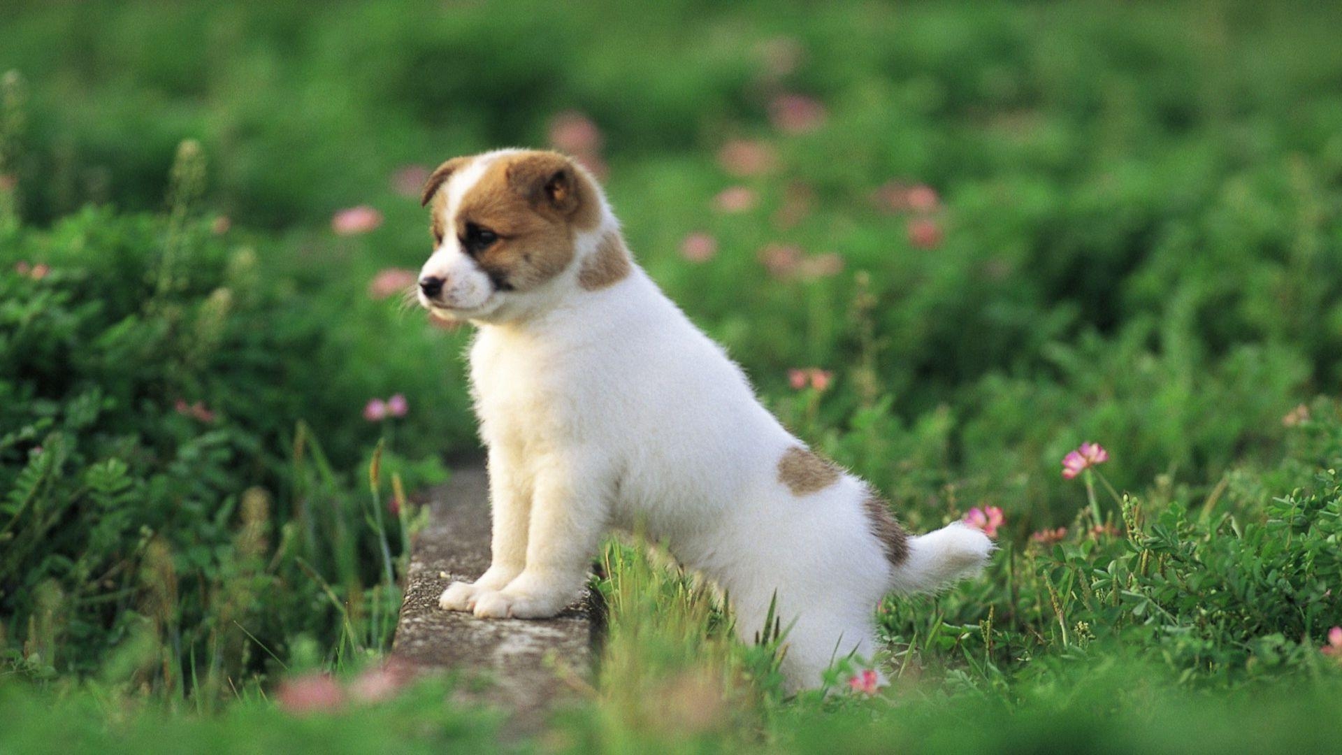 可愛い, 子犬壁紙, 可愛い子犬