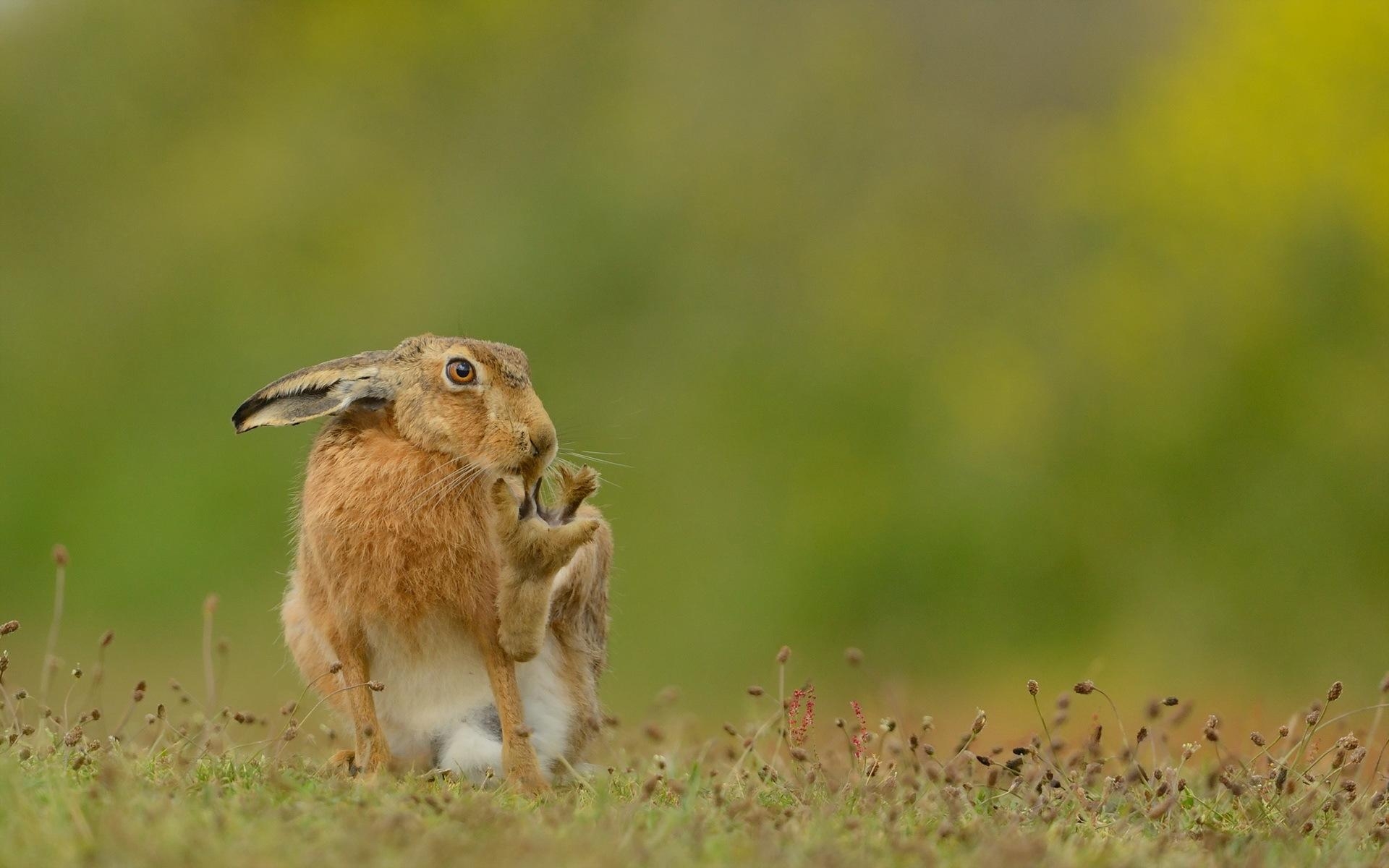 ウサギ壁紙, 動物, HD, 自然