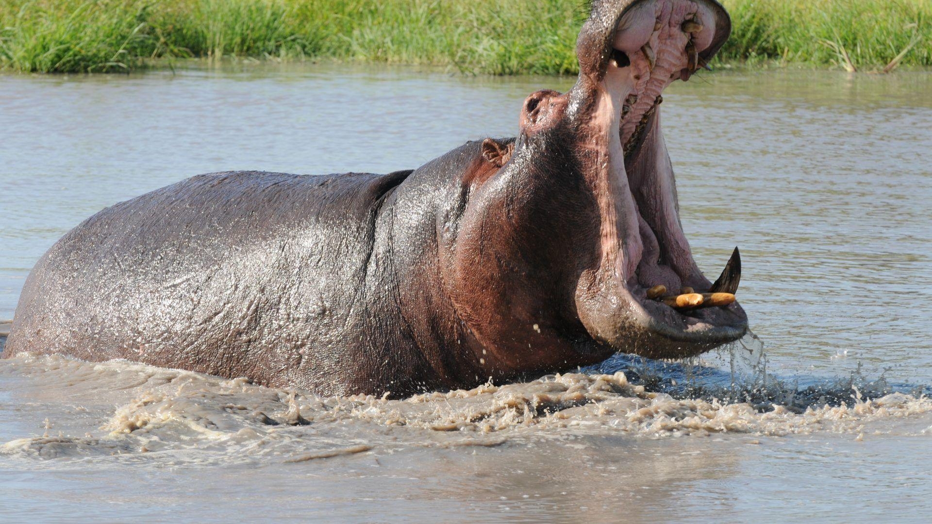 カバ壁紙, 動物画像, タンザニア, 自然界