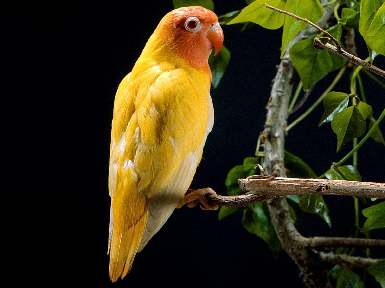 ラブバード, Love Birds, 壁紙, 美しい, 鳥の風景