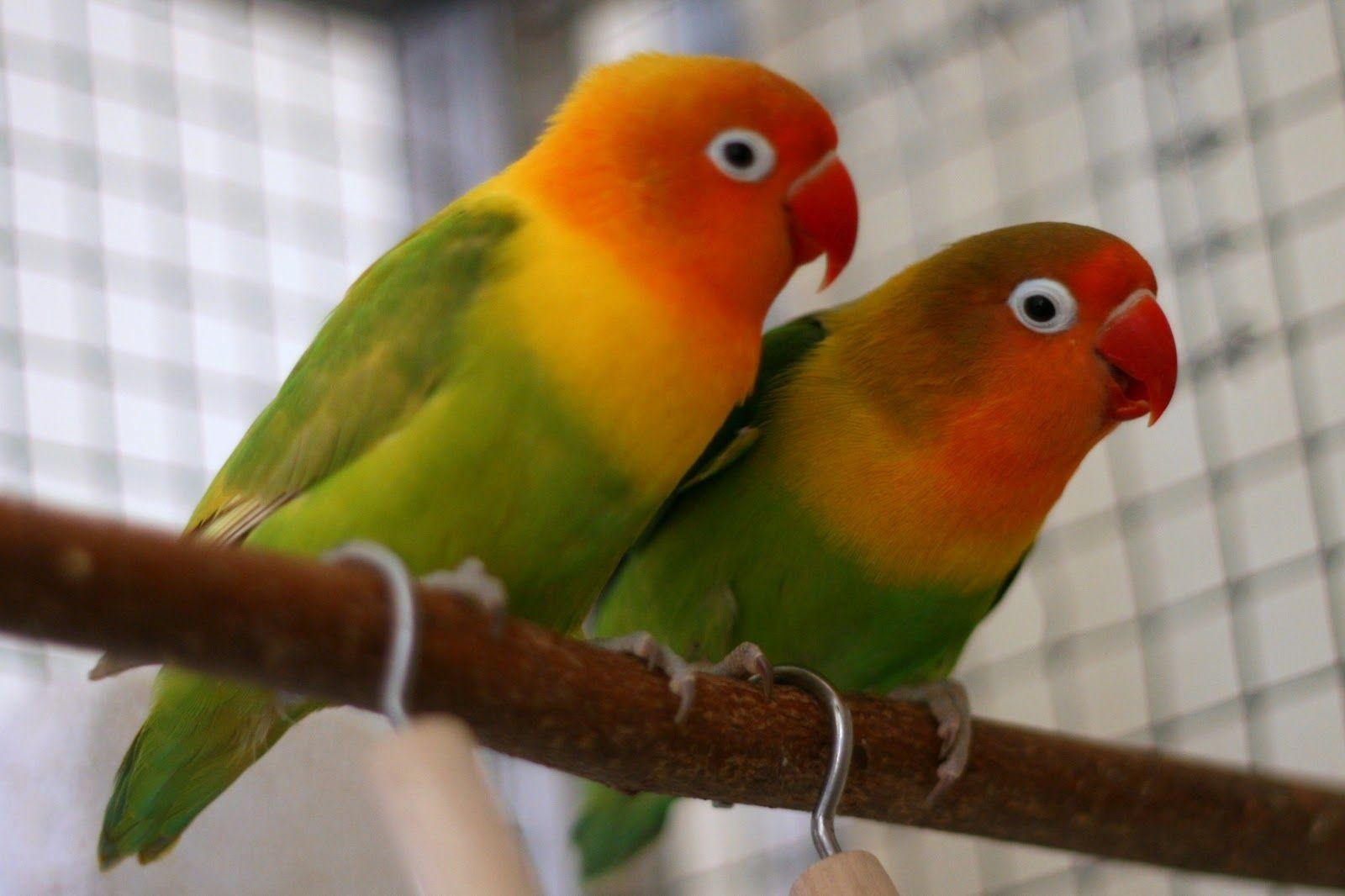 ラブバード, Love Birds, 画像, HD, 鳥写真