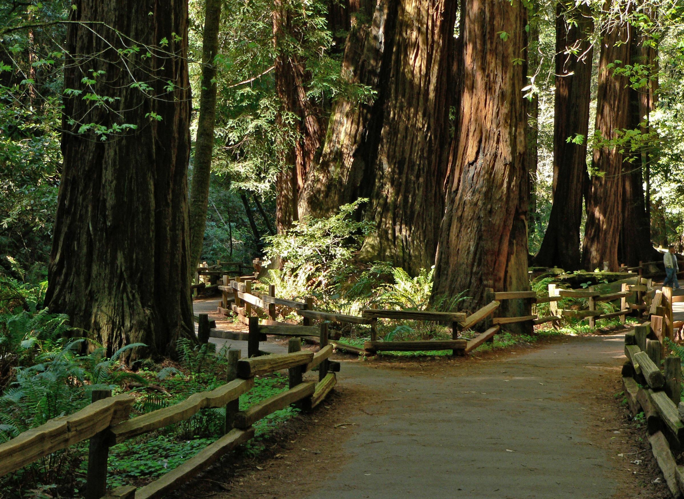 ミュアウッズ国定公園, 美しい景色, 自然公園, カリフォルニア