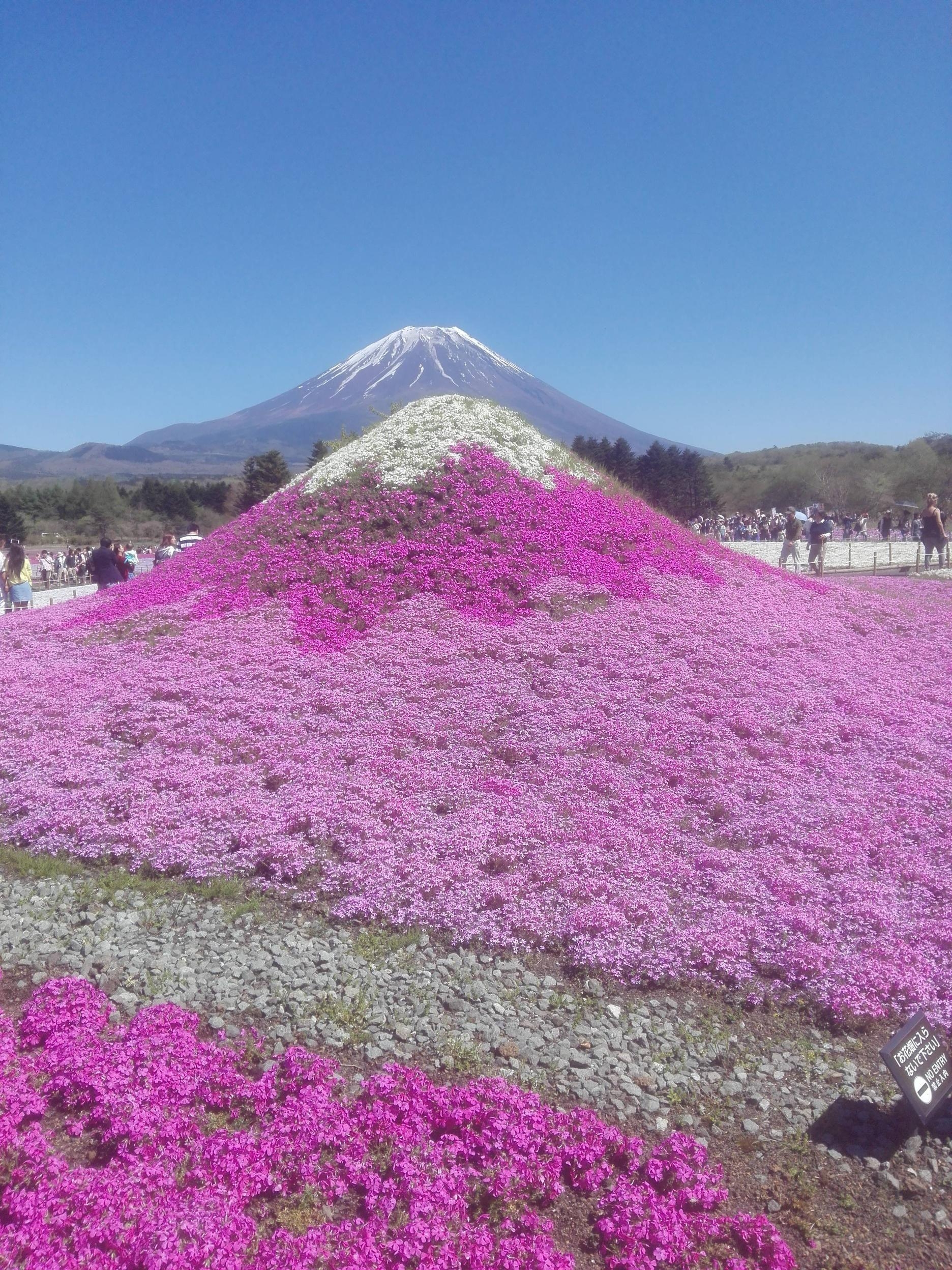 富士芝桜まつり, ペルシャ麦草, 富士山, 山梨