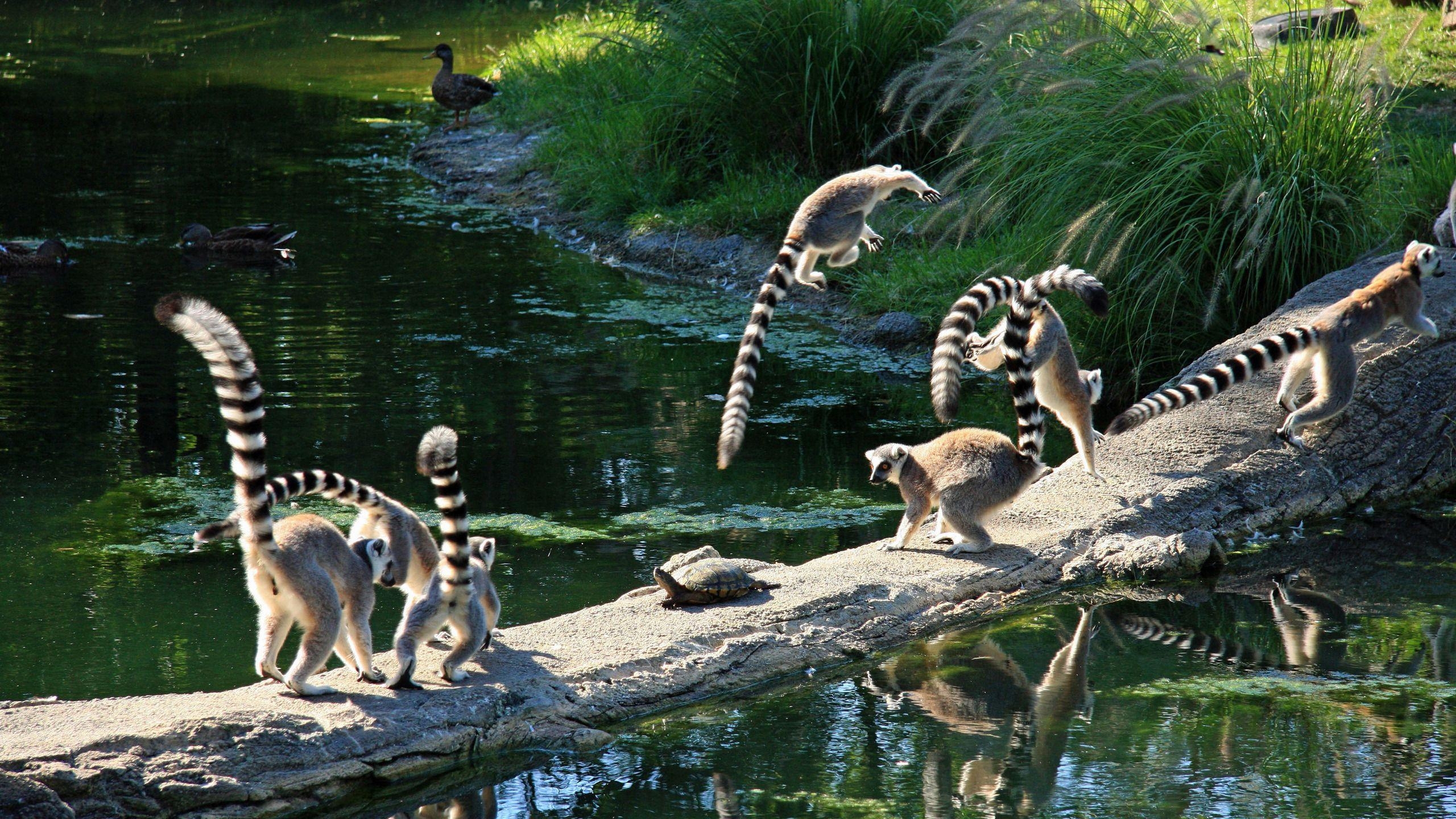 遊ぶキツネザル、壁紙、動物、背景