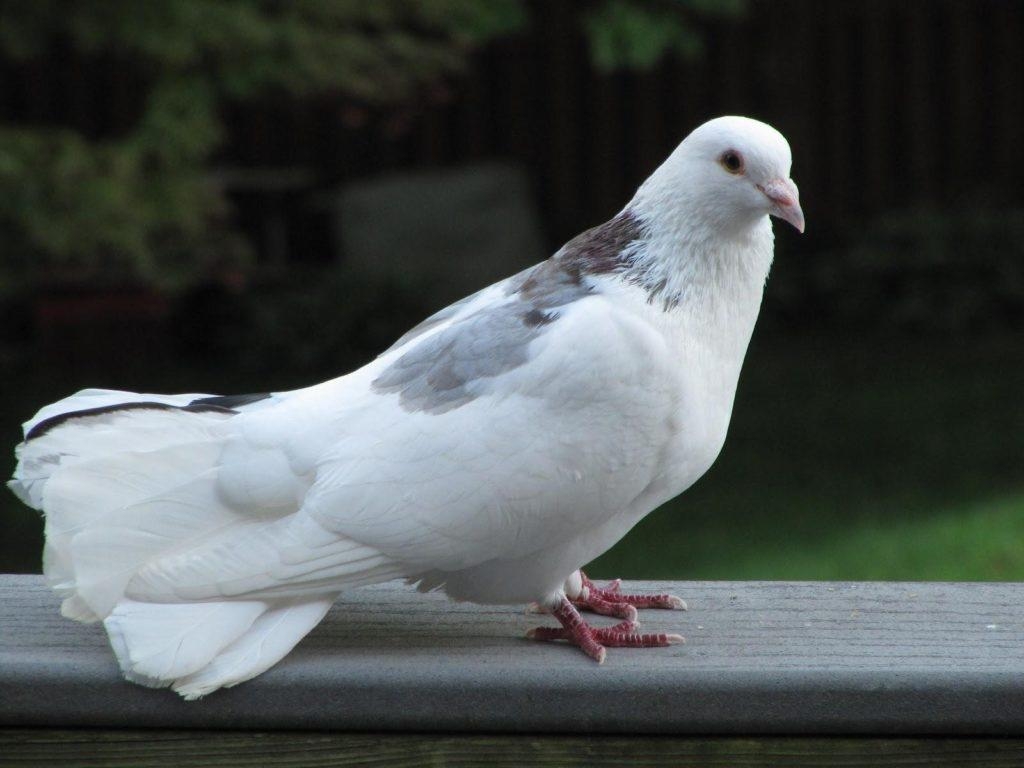 美しい白いハト, HD壁紙, 鳩画像, 動物