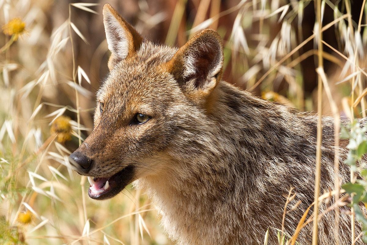 オランダ, ゴールデンジャッカル, 初発見, 野生動物